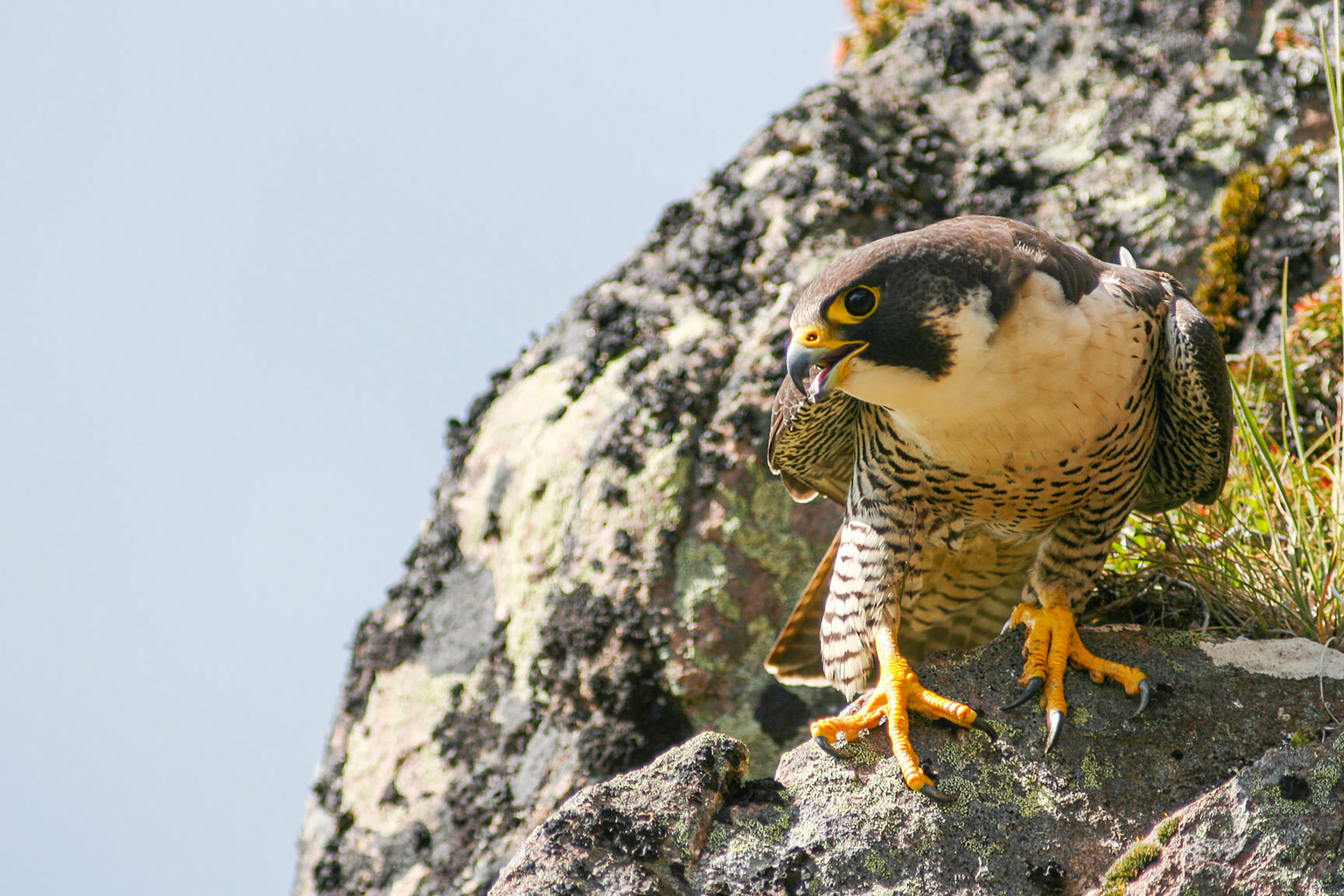 By the early 1970s, DDT and other organochlorine pesticides had decimated peregrine falcons across much of their native range. Photo by Knud Falk