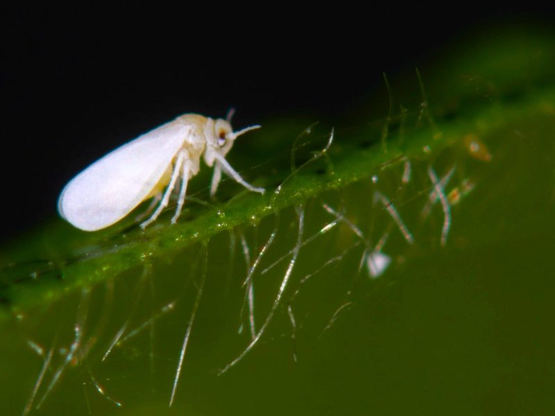 Lens of Time: Tiny Fliers