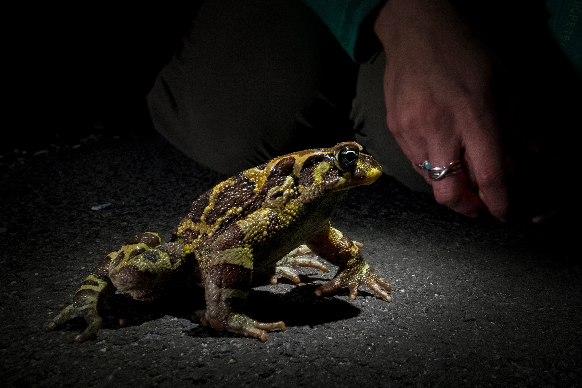 A western leopard toad continues on its migration after being helped across a busy road by Louise Baldwin, a project manager with the African environmental organization Nature Connect.