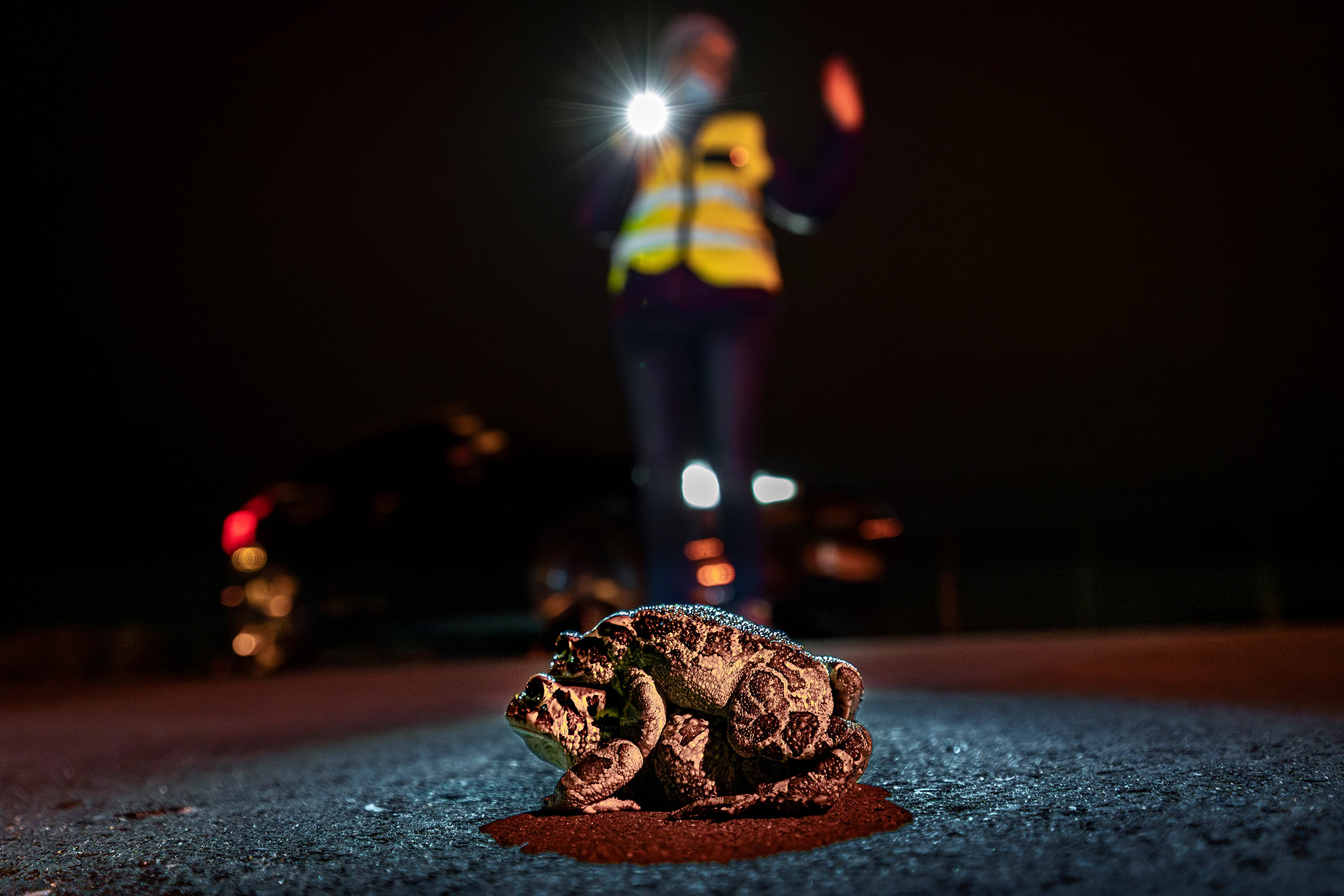 A volunteer group slows traffic to protect a pair of mating toads.