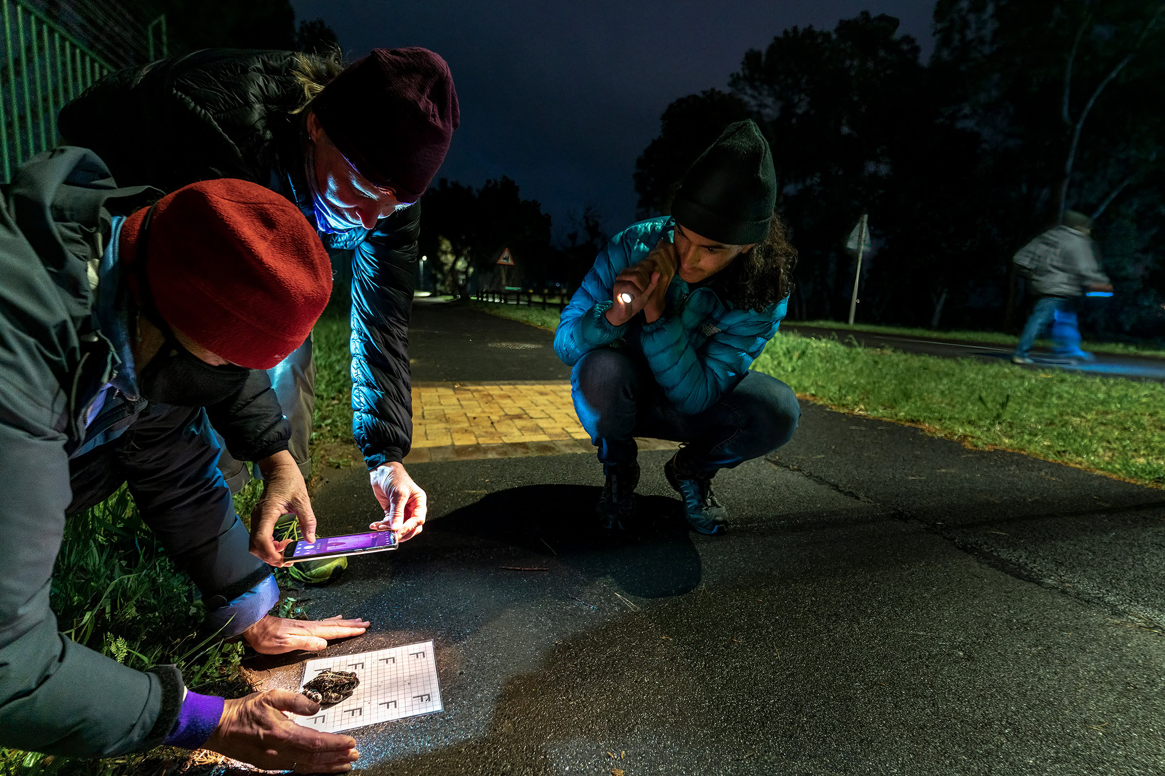 Volunteers from a toad protection group in the Cape Town area photograph a western leopard toad for identification prior to assisting it across a busy road.