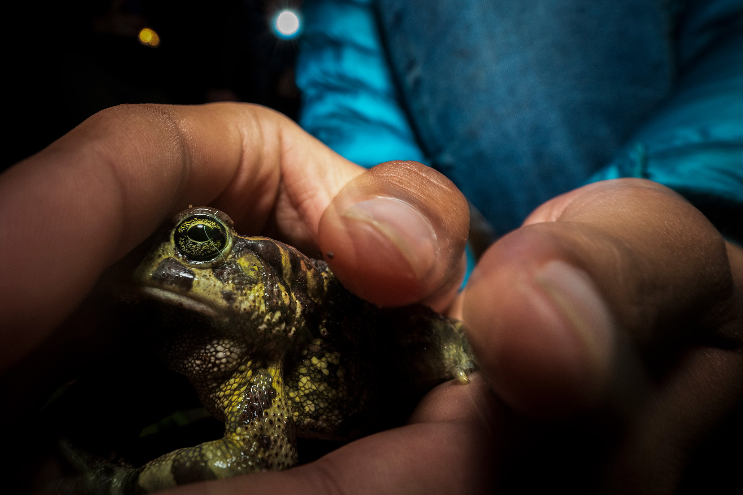 A volunteer carries a migrating western leopard toad across a road.