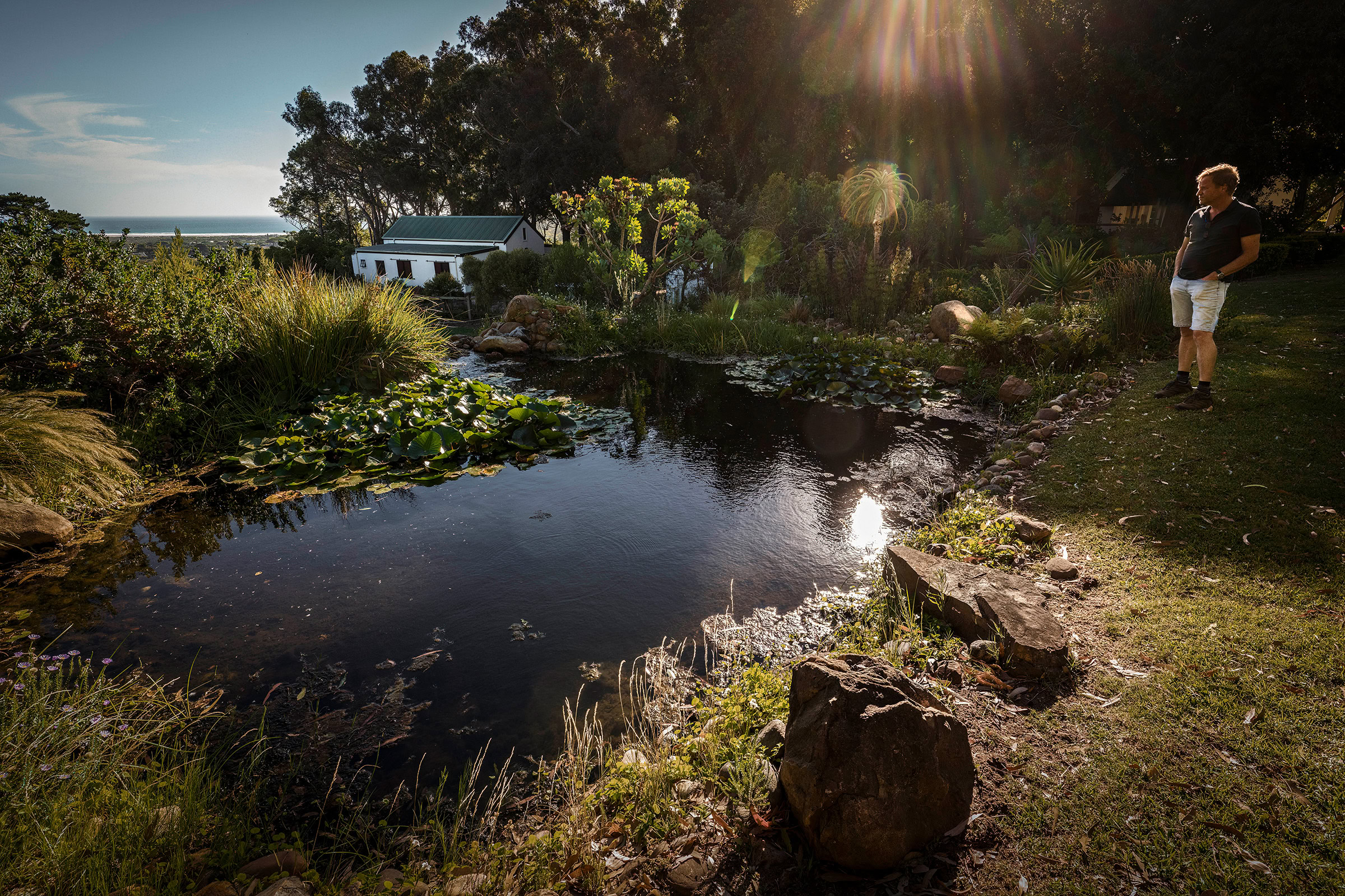 Many western leopard toad breeding sites are located in garden ponds in suburban areas. Noordhoek resident Simon Peacock observes the toads breeding in his garden pond most winters.