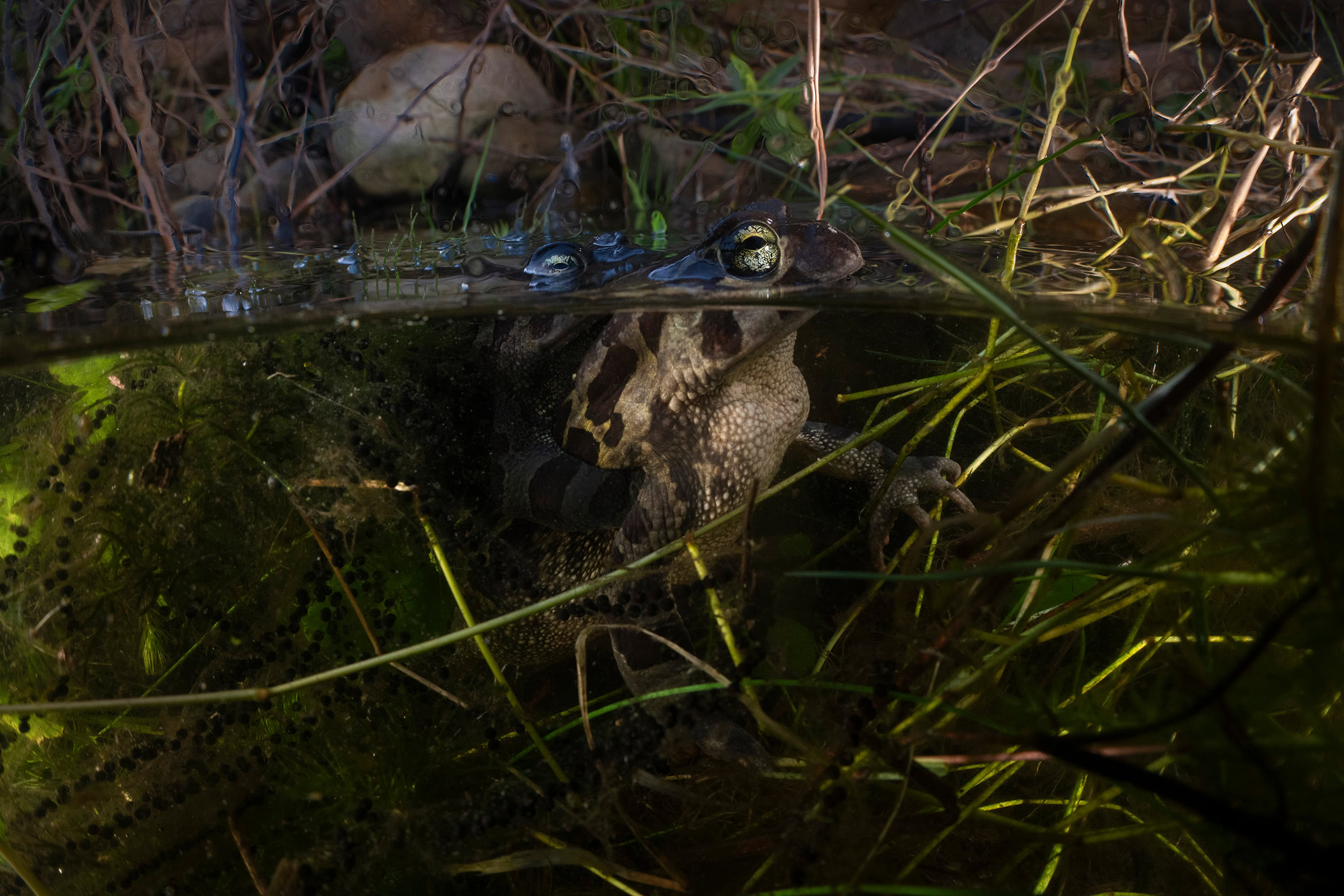 A western leopard toad deposits eggs in a garden pond in Noordhoek, a suburb of Cape Town. Males cling to the back of egg-laying females, fertilizing the eggs as they are released.