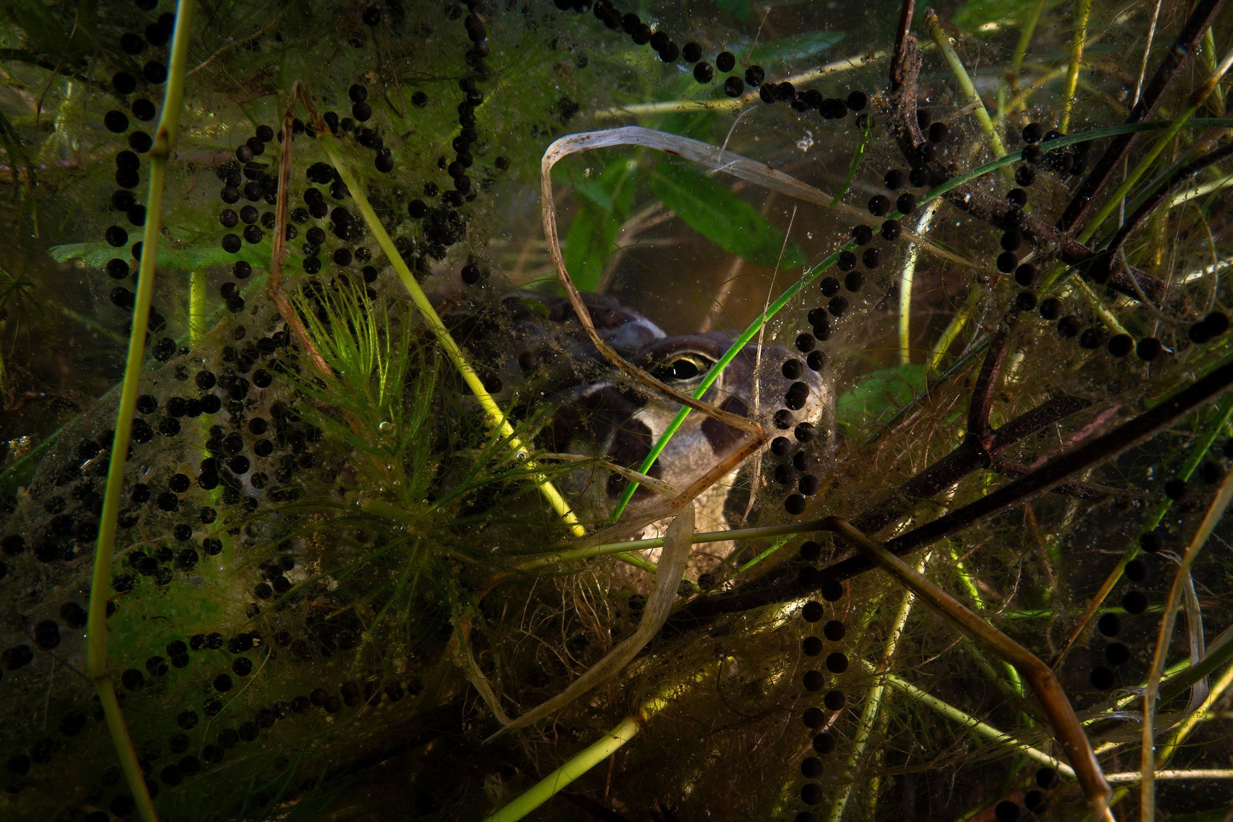 Gelatinous strands of fertilized eggs surround two western leopard toads as they mate.