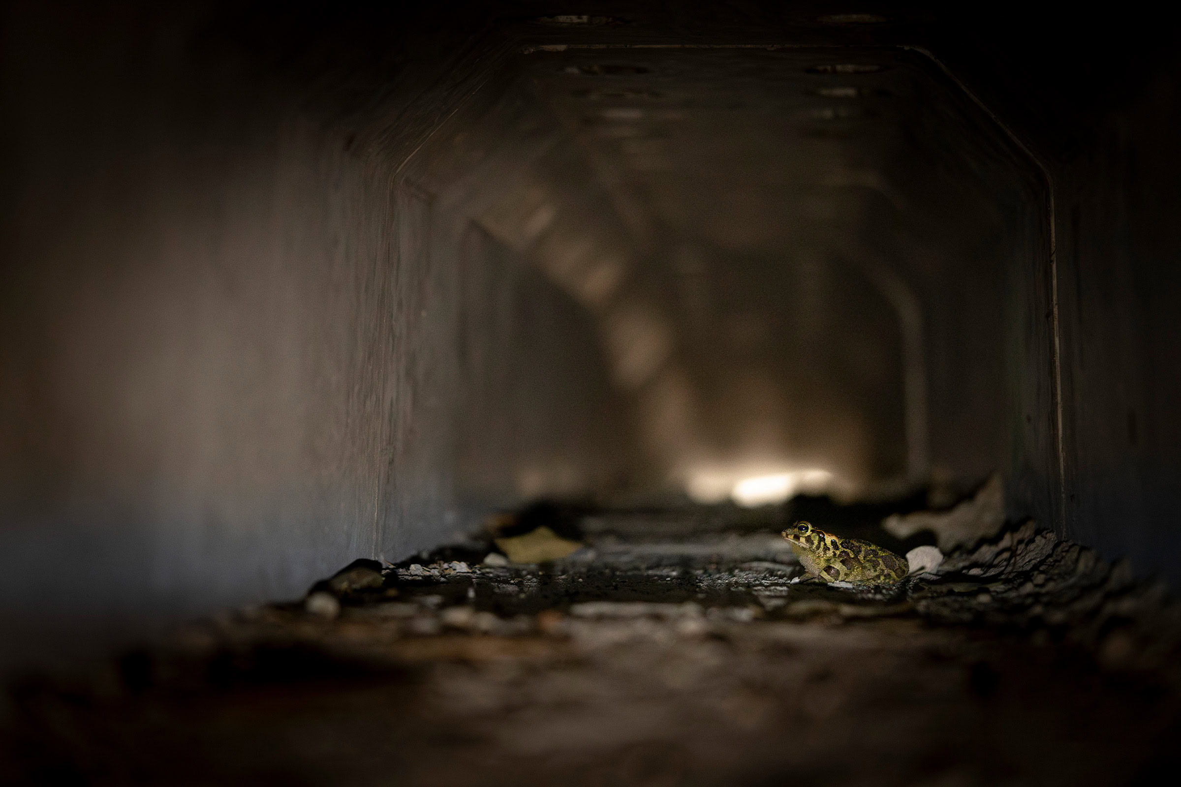A western leopard toad travels through one of the underpasses leading between a wetland area and the Cape Town suburbs.