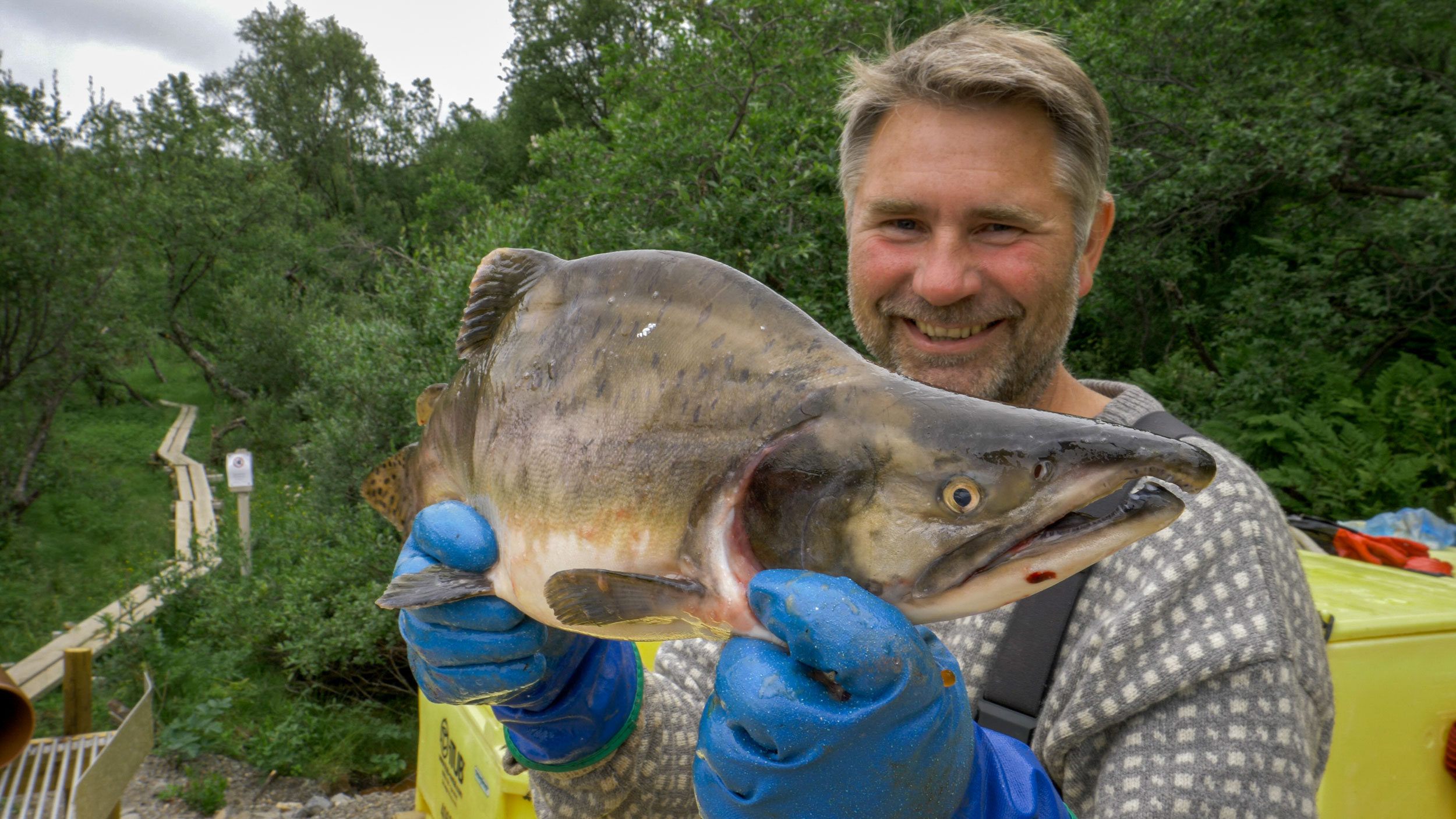 Fisheries biologist Rune Muladal takes samples of pink salmon caught in a trap on the Vestre Jakobselv River. Muladal began paying attention to pink salmon in Norway’s rivers in the late 1990s, after spending time studying Atlantic salmon in Russian rivers on the neighboring Kola Peninsula, Russia’s most northwestern region.