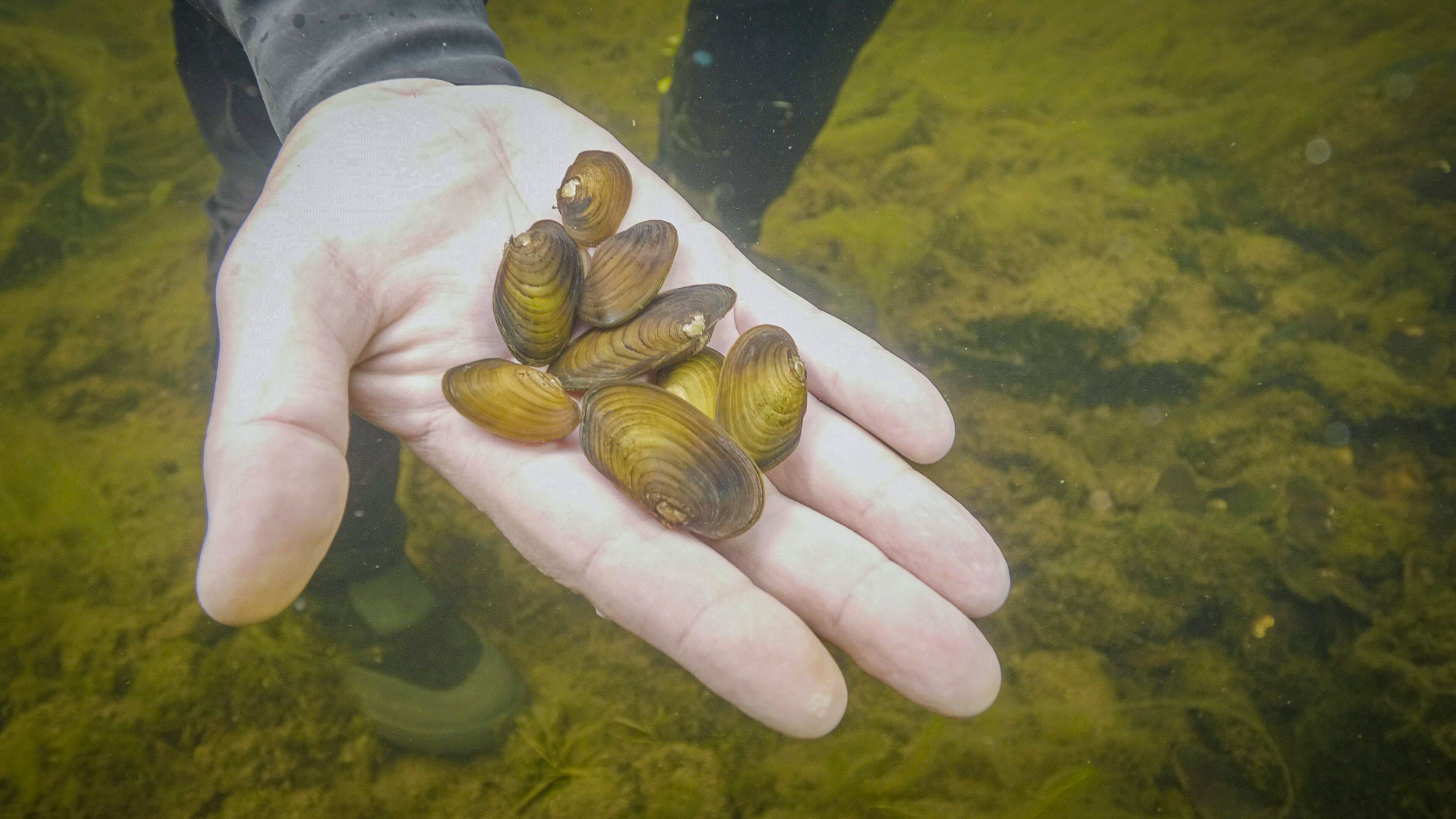 Freshwater pearl mussels were once abundant in European rivers, where their range overlaps with Atlantic salmon and brown trout, fish species integral to their life cycle.