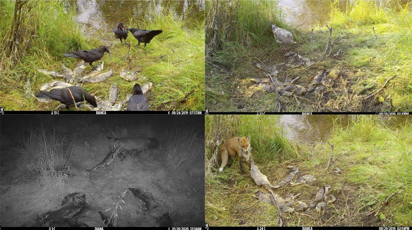 In 2021, Dunlop and her colleagues collected images of wildlife that routinely scavenged the dead and dying pink salmon. Foxes transported the carcasses farther from the river than other species.