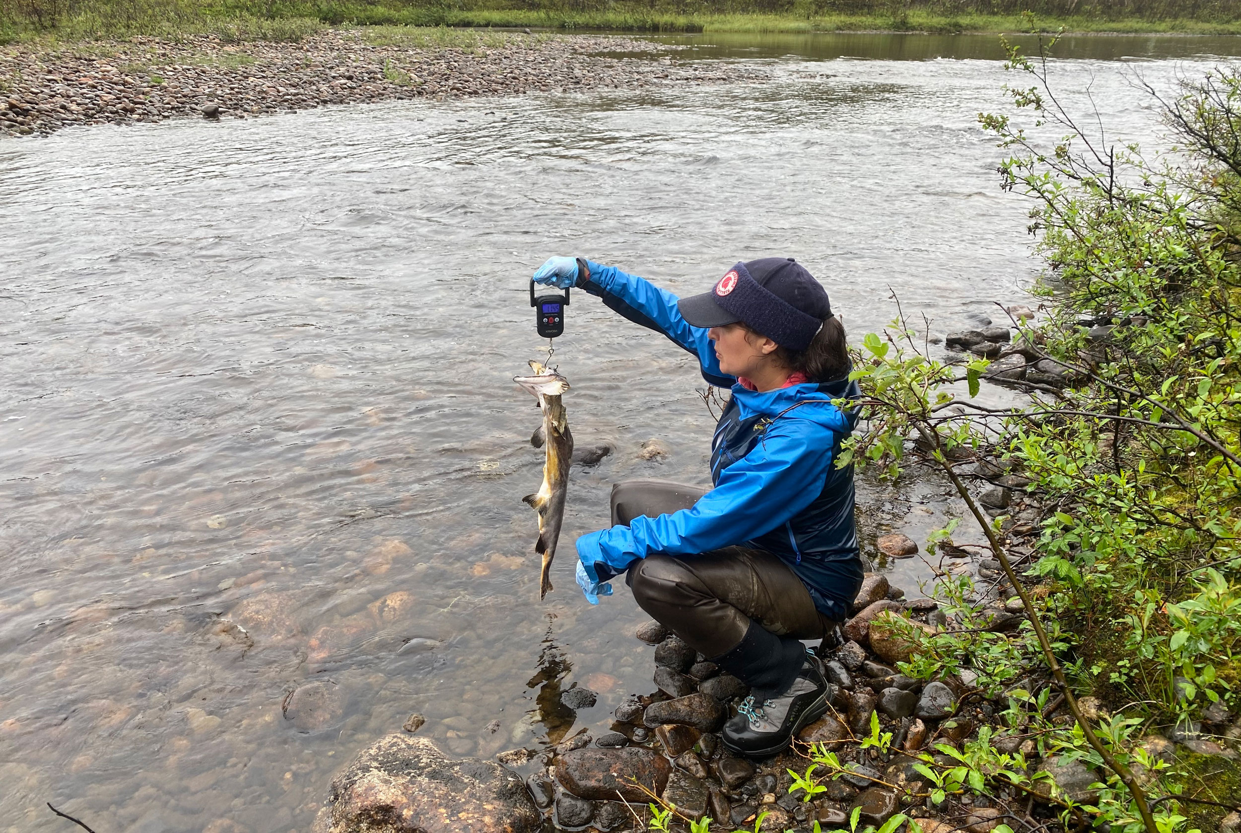 Dunlop weighs one of the pink salmon carcasses on the Grense Jakobselv. The dead pinks will likely provide fertilizer to the willows and birches and heather that line the shore. Photo by Jude Isabella