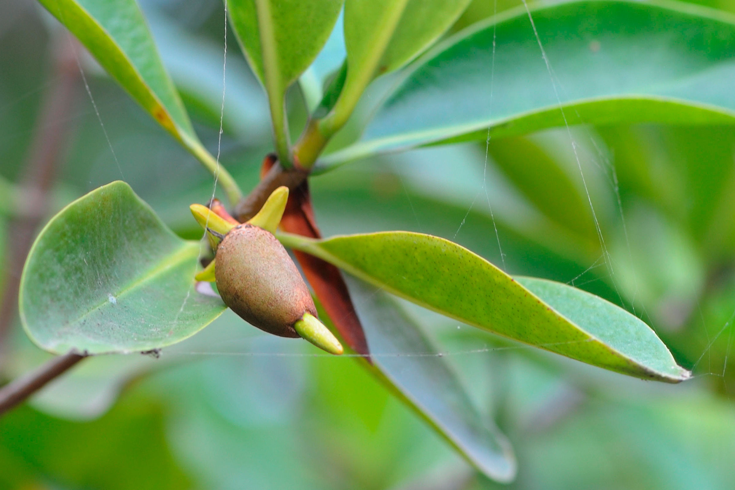 sprouting mangrove