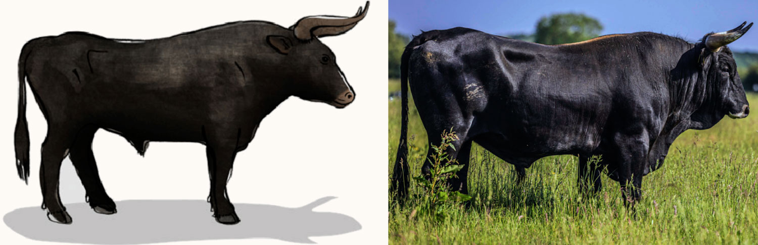 A drawing of what an aurochs bull looked like, adapted from an illustration published in Zoological Scripta, left, and a taurus bull. Courtesy of Grazelands Rewilding