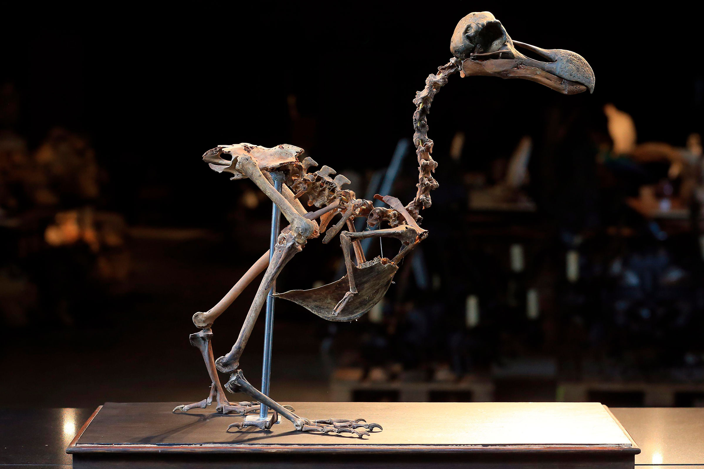 The Texas company Colossal Biosciences aspires to bring back the dodo, a flightless bird that died out in the late 1600s. Photograph by Gareth Fuller/PA Images/Alamy Stock Photo