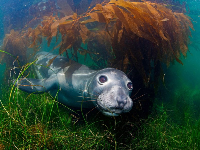 elephant seal underwater