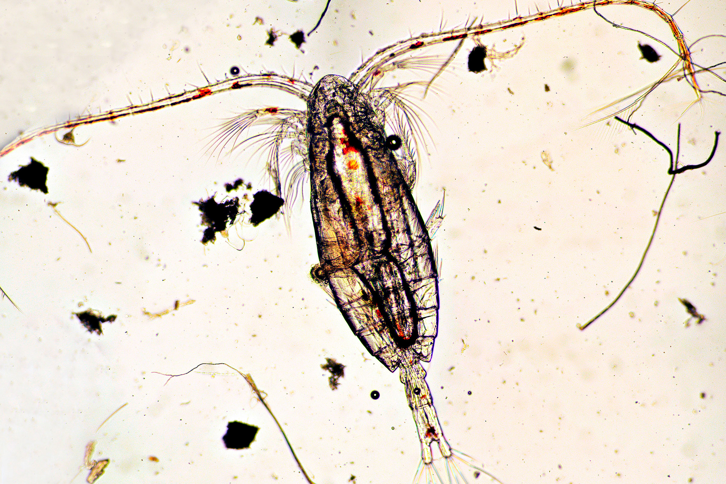 Teeny tiny Calanus finmarchicus is the prey of choice for developing American lobsters. Photo by Blickwinkel/Alamy Stock Photo