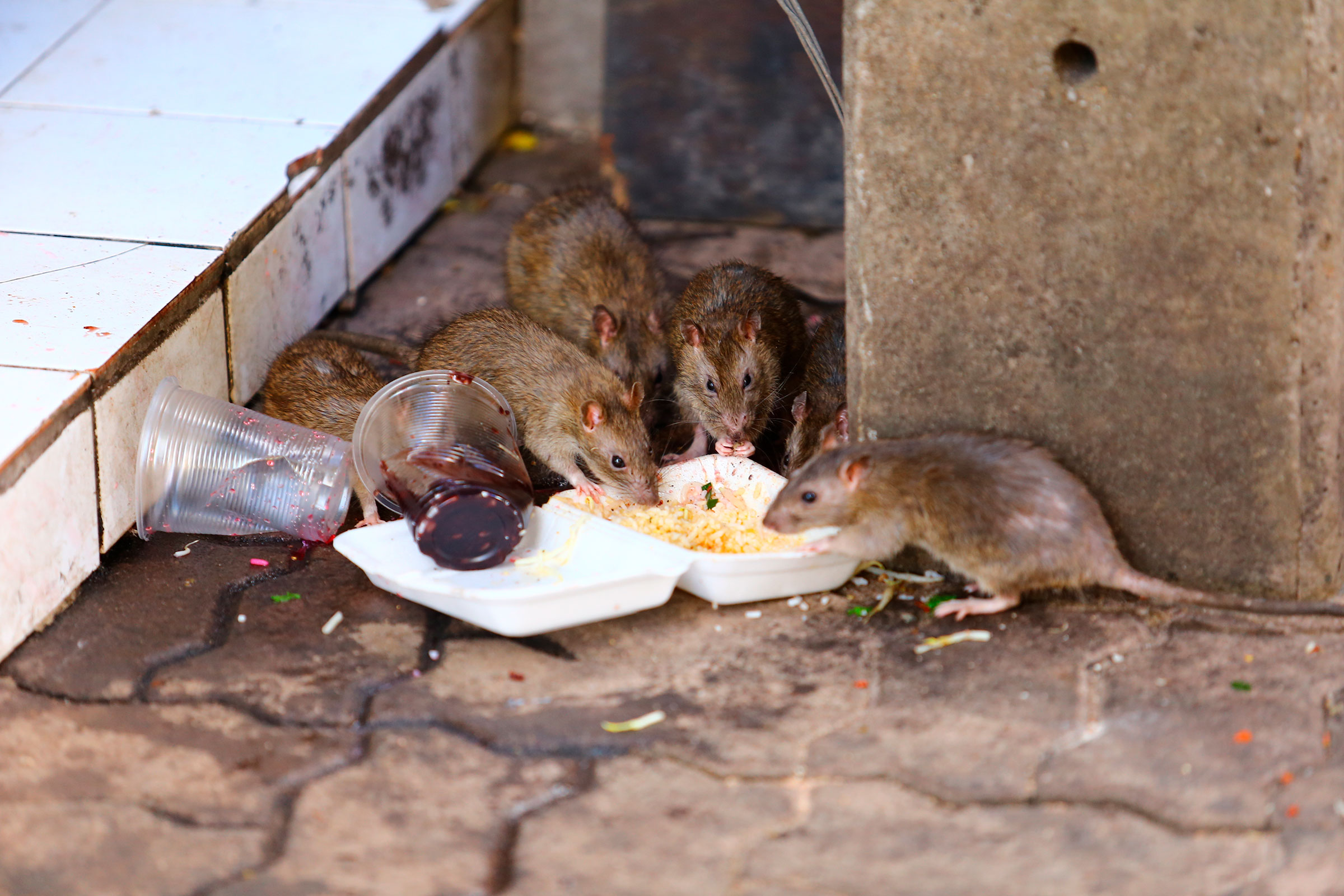 Cities provide an endless buffet of food for rats, which is giving the rodent populations of some urban centers a boost. Photograph by Chanawat Jaiya/Shutterstock