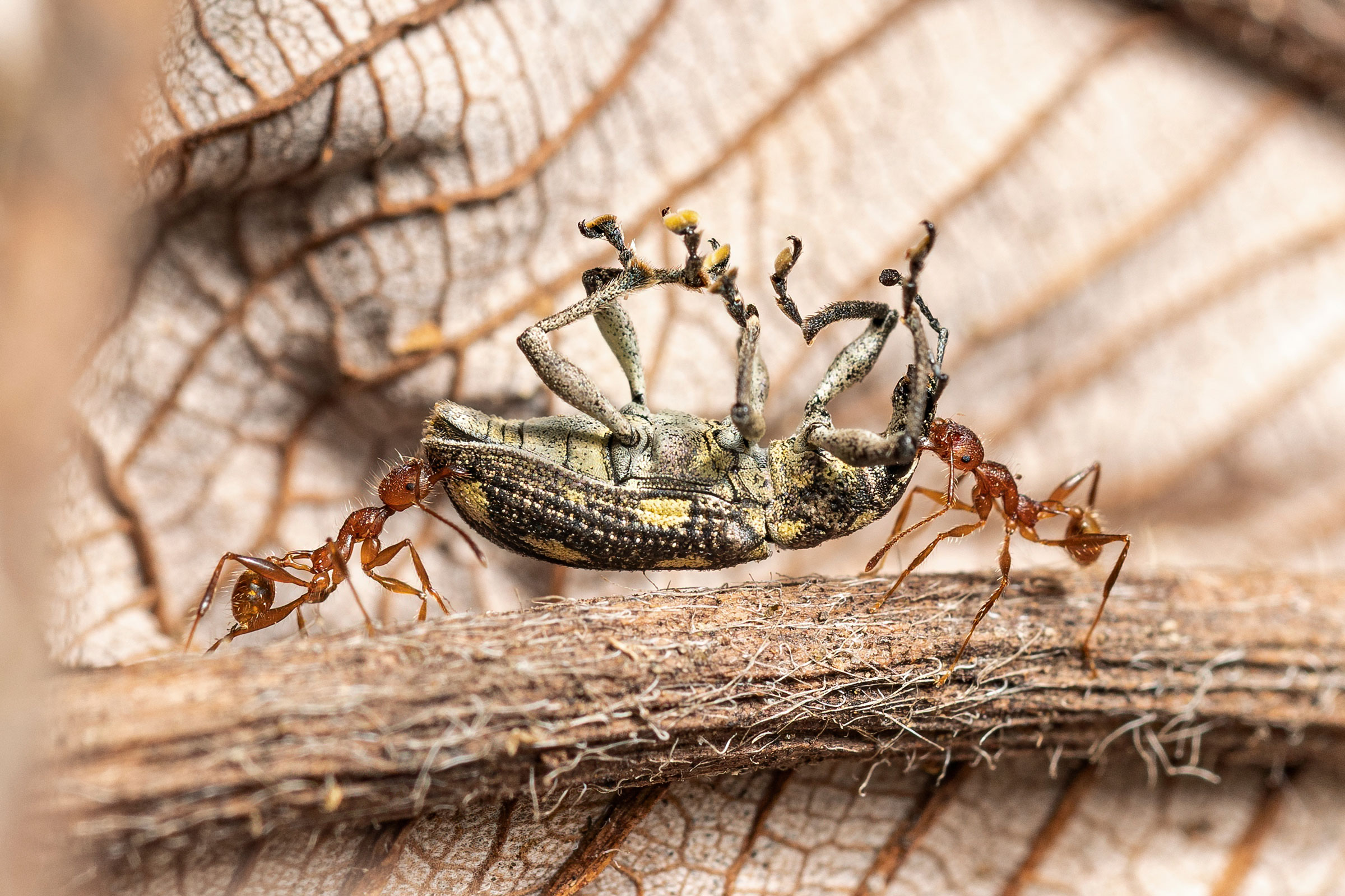 ants carrying a weevil