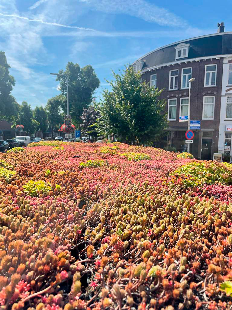 In Utrecht, the Netherlands, flower-adorned green roofs top 316 of the city’s bus stops. These tiny gardens, it turns out, are home to a huge diversity of beneficial mycorrhizal fungi. Photo courtesy of the Society for the Protection of Underground Networks green roof on bus shelter in Utrecht, the Netherlands