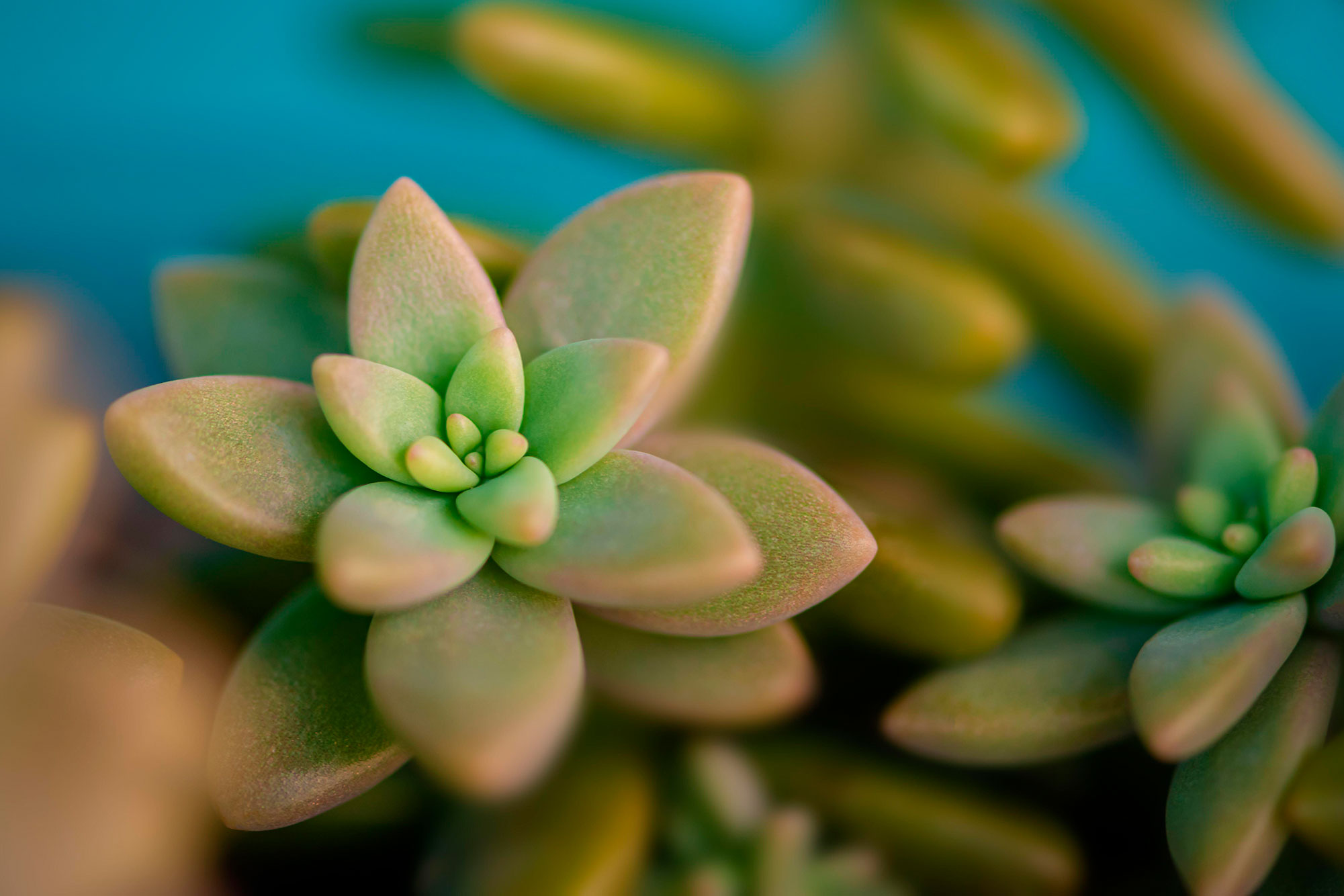 Sedum