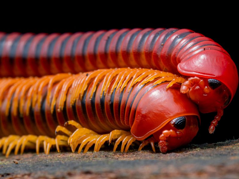 mating millipedes