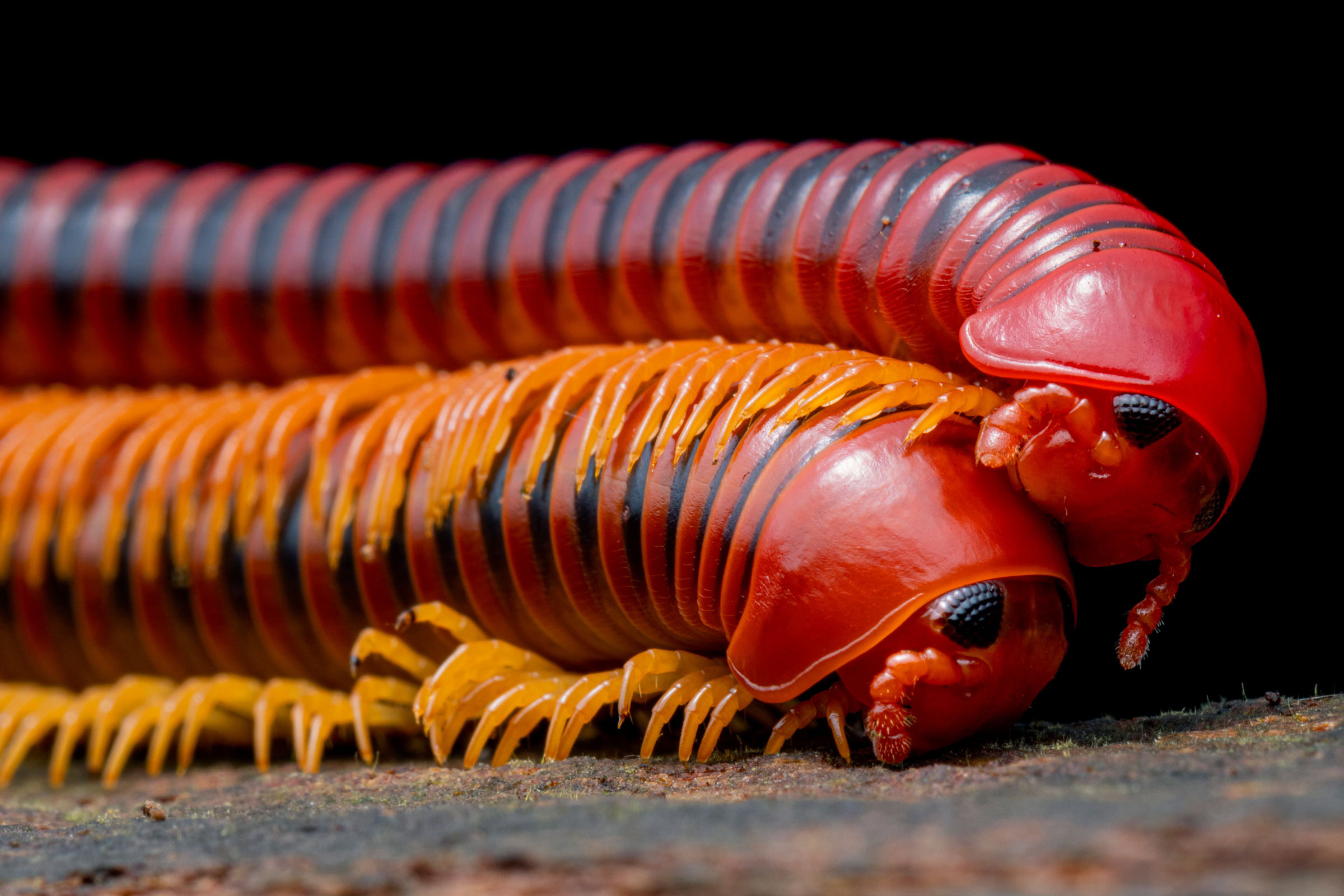 mating millipedes