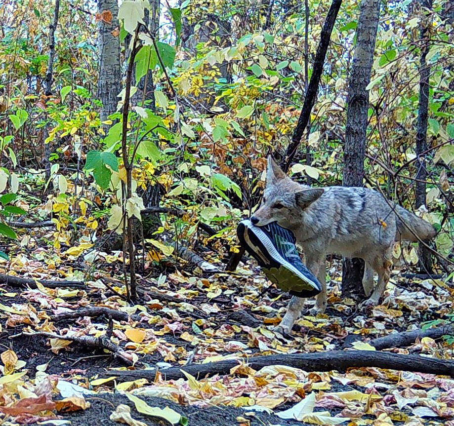 Coyote with a shoe