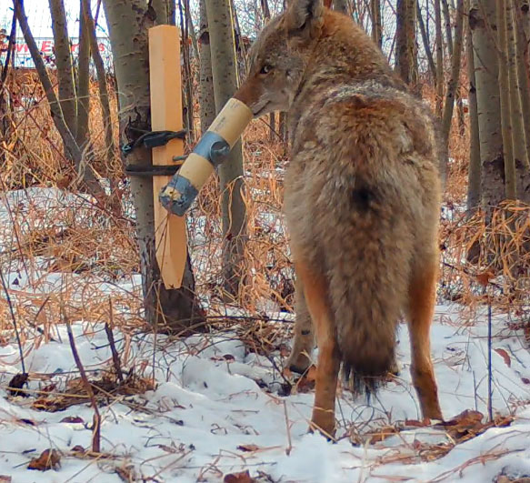 Urban coyotes, Raymond has found, more readily interact with the puzzles than their rural counterparts. Photograph courtesy of Sage Raymond