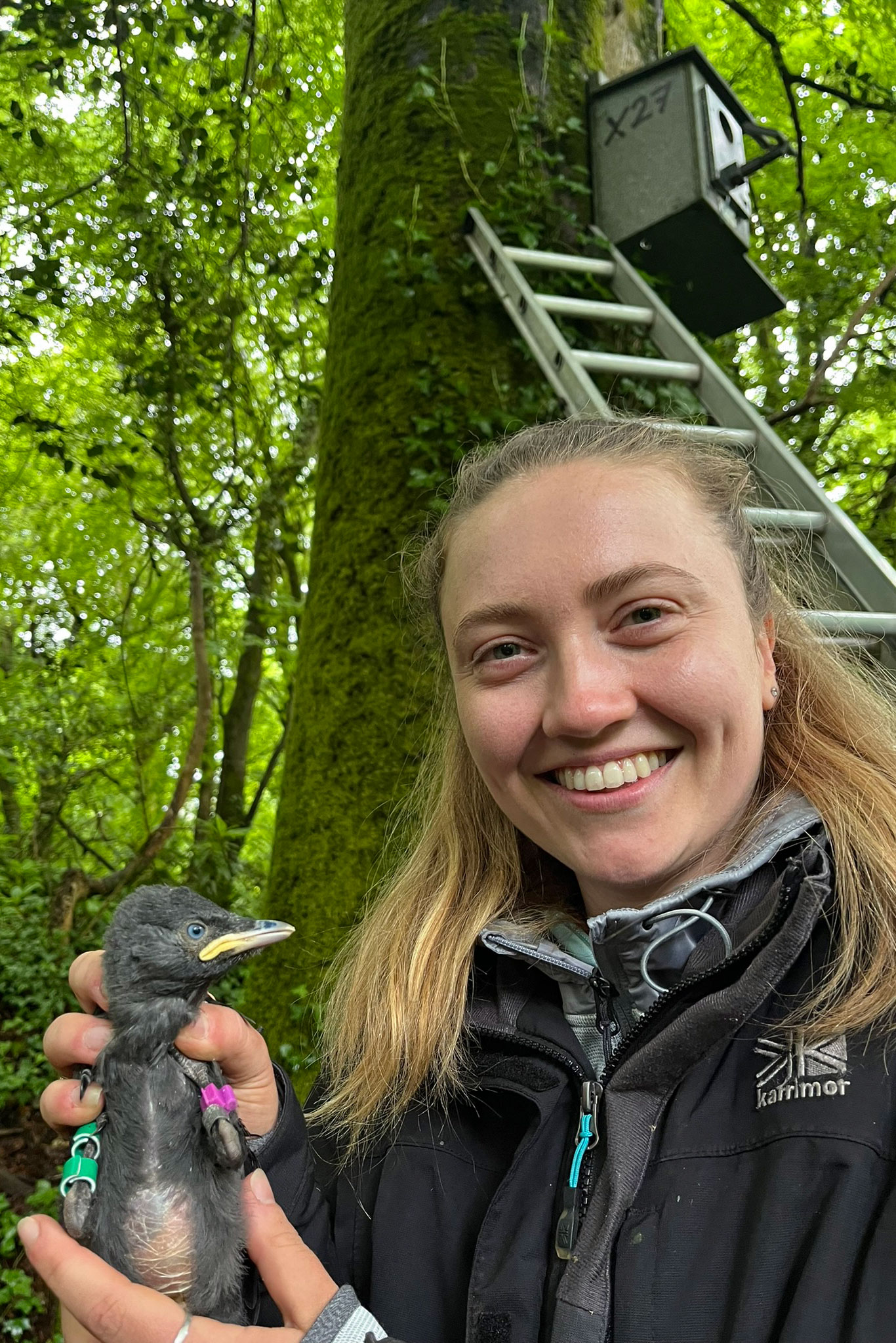 Will this jackdaw recognize researcher Jordan McDowall years from now? Scientists believe jackdaws remember various human faces and react differently to some people in their environment. Photography by Guill McIvor/Cornish Jackdaw Project