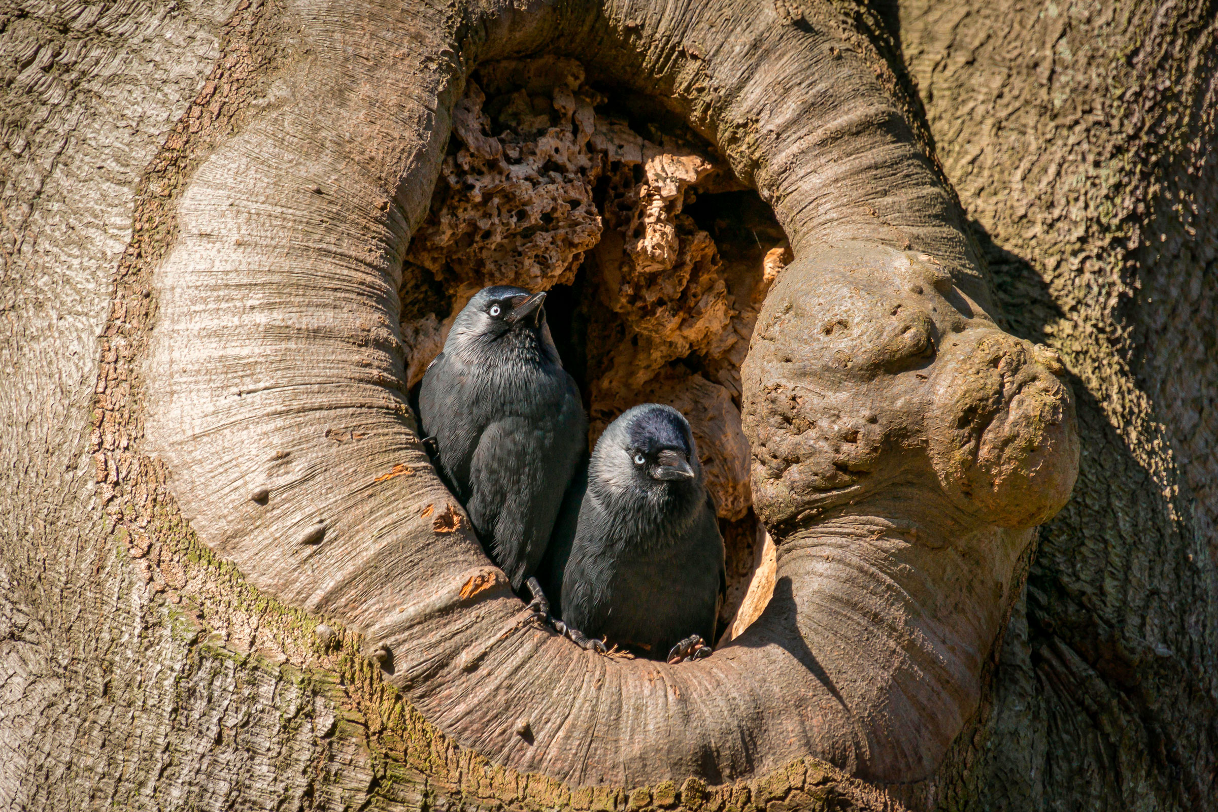 Corvids, including the jackdaws shown here, are known for having sharp minds. Photograph by Rob Kwak/Alamy Stock Photo