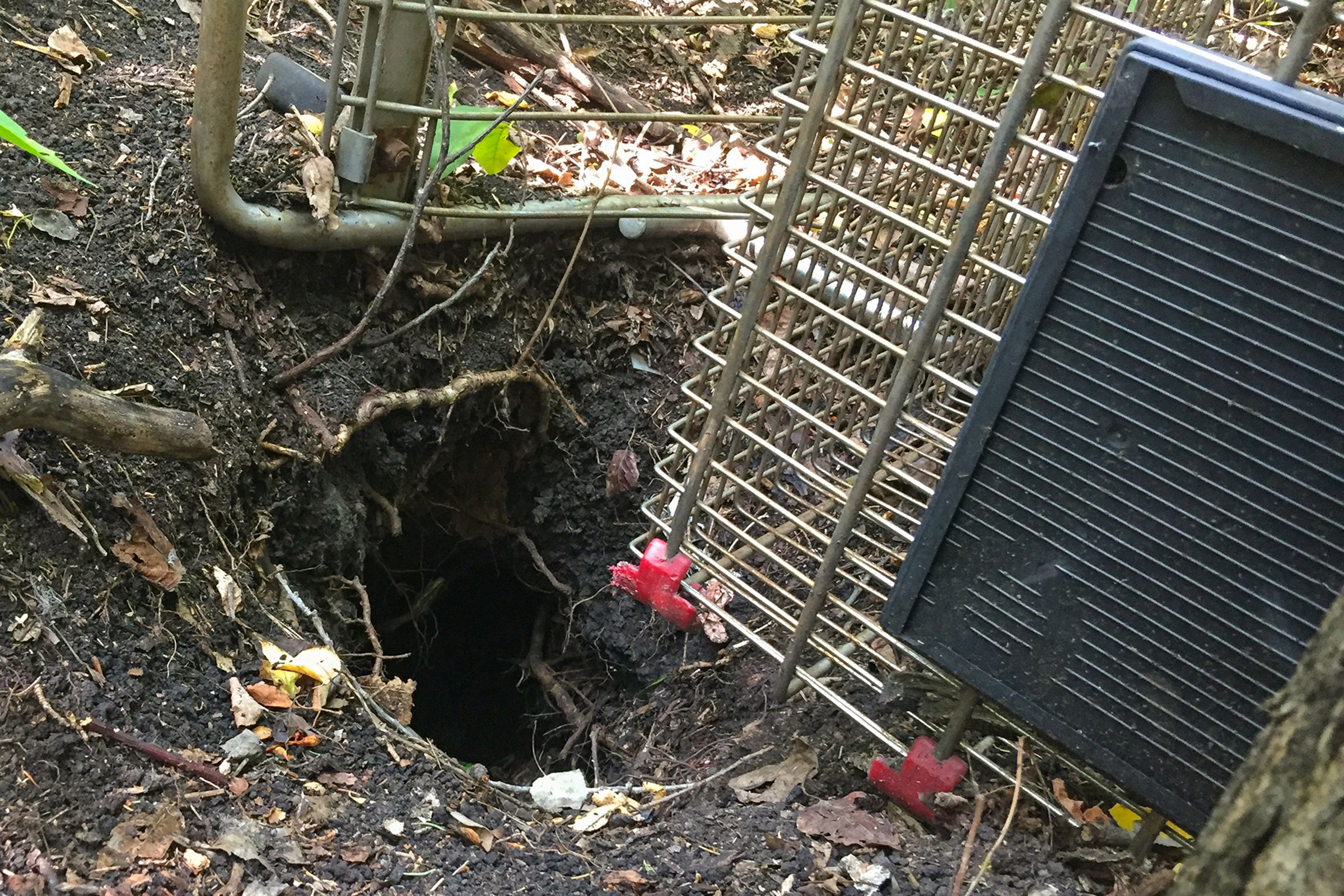 Coyotes in Edmonton den in places where few humans venture, such as below an abandoned shopping cart in a ditch. Photograph by Sage Raymond