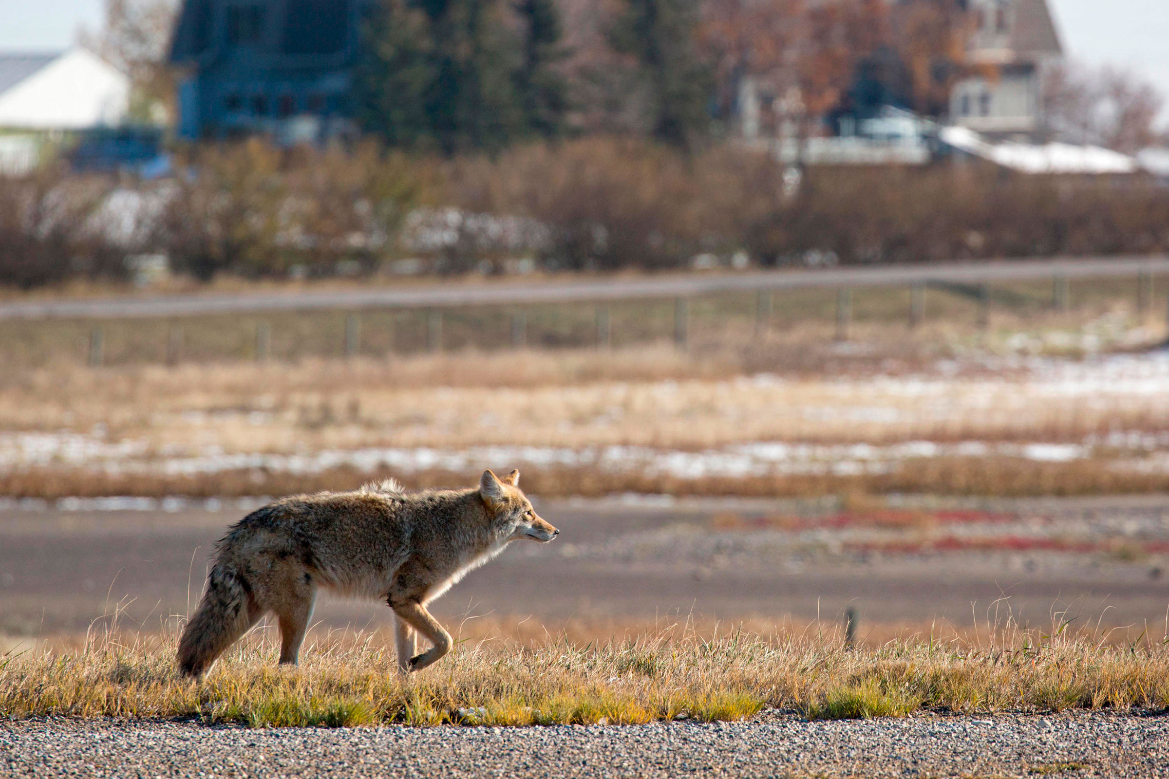 Coyotes’ ability to learn quickly and adjust their behavior as circumstances shift appears to be key to their survival in urban environments. Photograph by Rosanne Tackaberry/Alamy Stock Photo