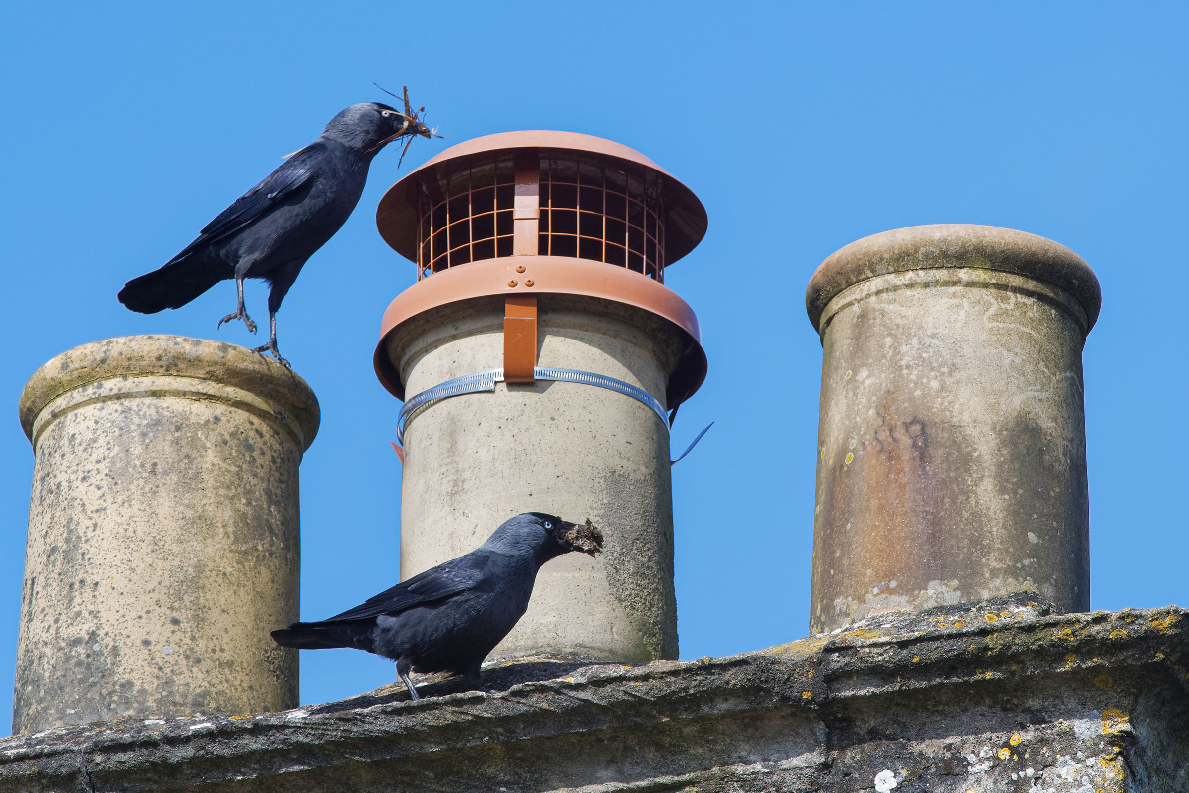 In Europe, jackdaws have an unpopular habit of nesting in chimneys. Photograph by Nick Upton/Nature Picture Library