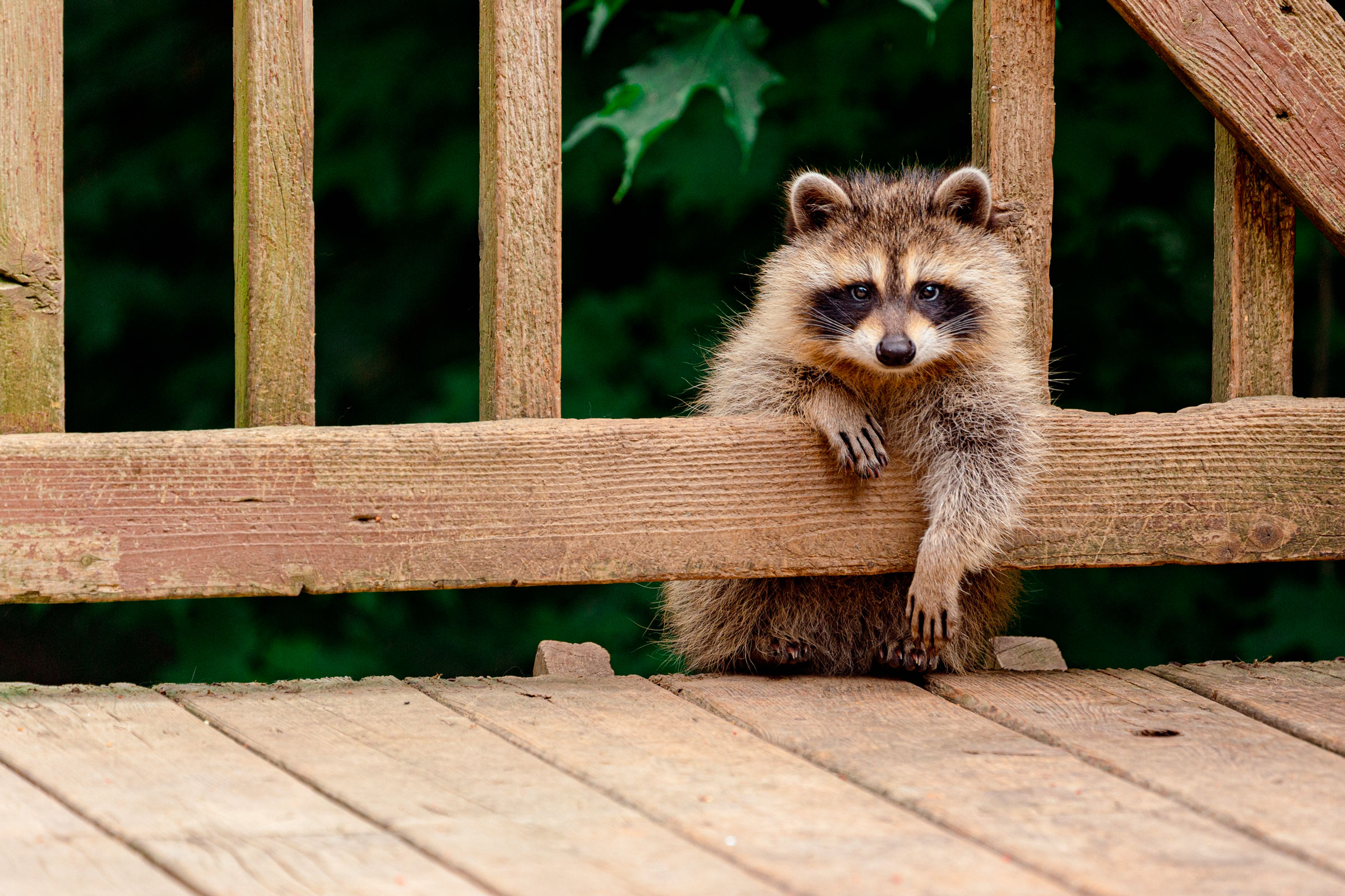 Reframing public thought about urban animals as neighbors rather than pests may help everyone coexist more peacefully. Photograph by AEWD/Shutterstock