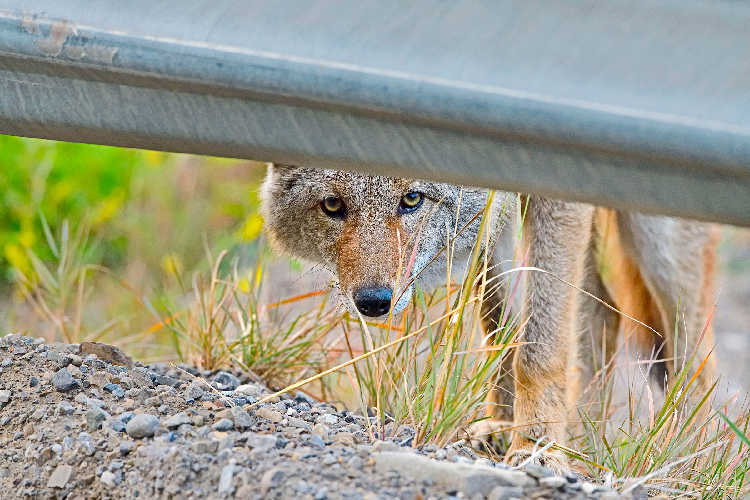 coyote