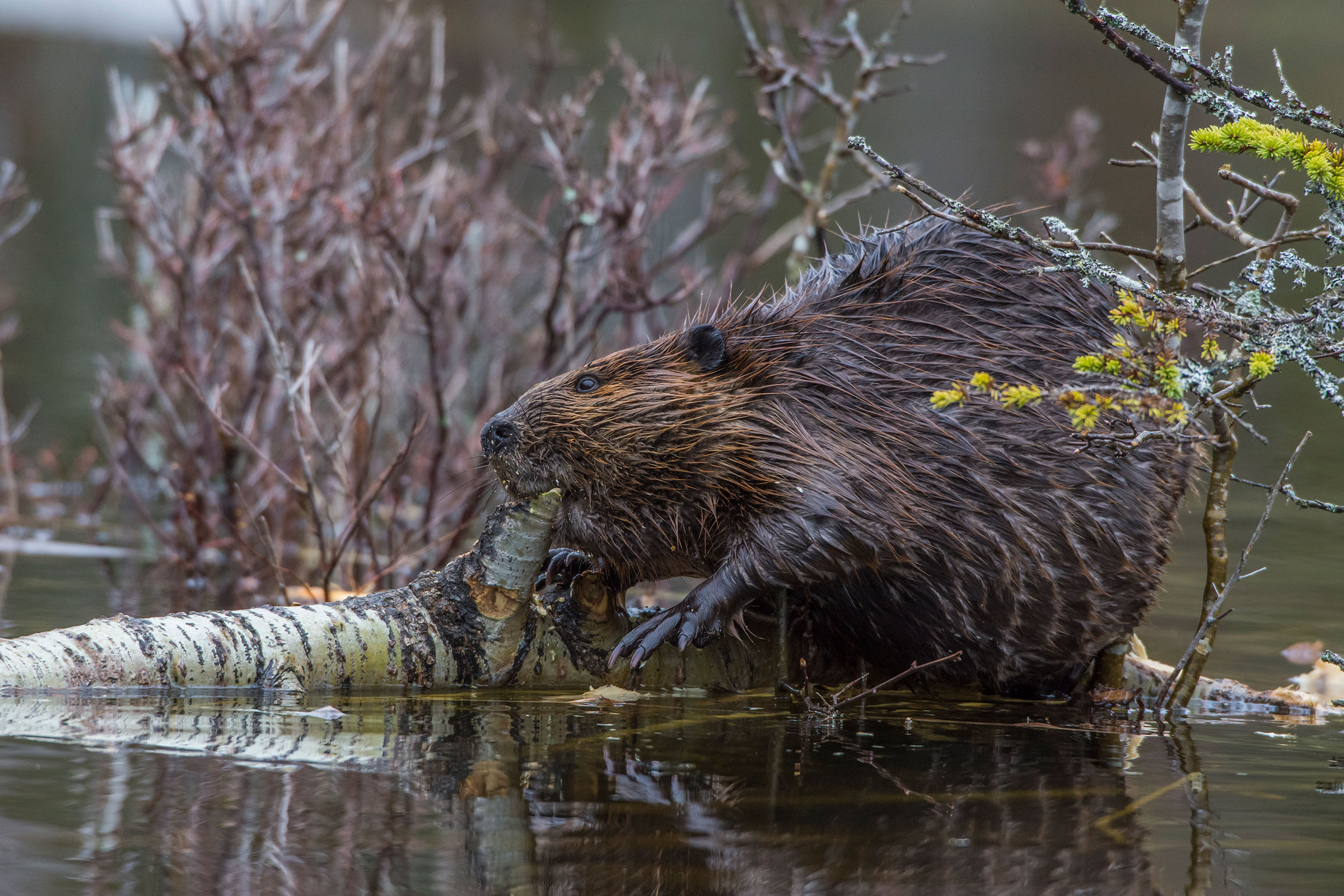 While beavers have a pronounced effect on the land, other animals can have a more subtle influence. Photograph by George Sanker/Nature Picture Library