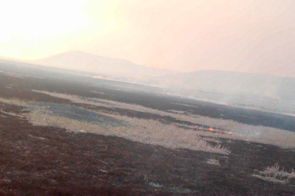 After the Wildcat Creek Fire in Wyoming’s Thunder Basin National Grassland in August 2024, prairie dog mounds remained unburned compared to the surrounding region. Photograph by Thunder Basin Research Initiative