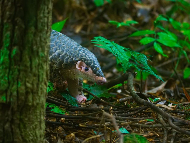 Chinese pangolin