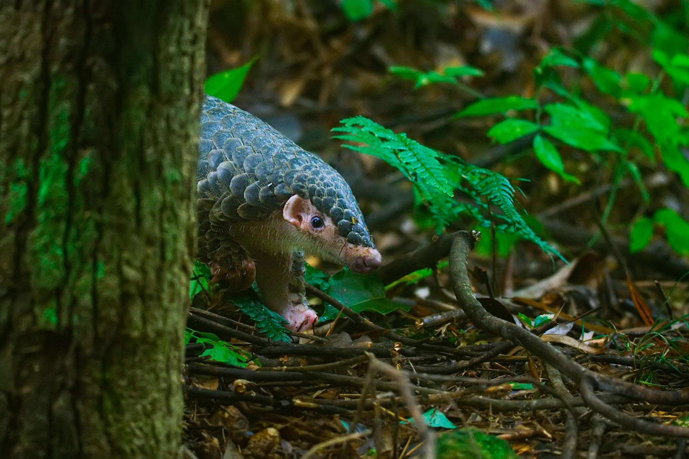 Chinese pangolin