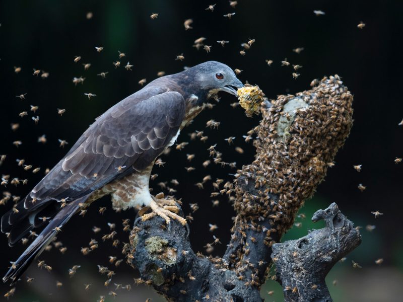 crested honey buzzard