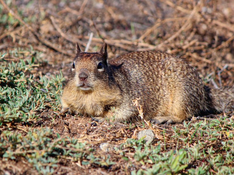 Catalina ground squirrel