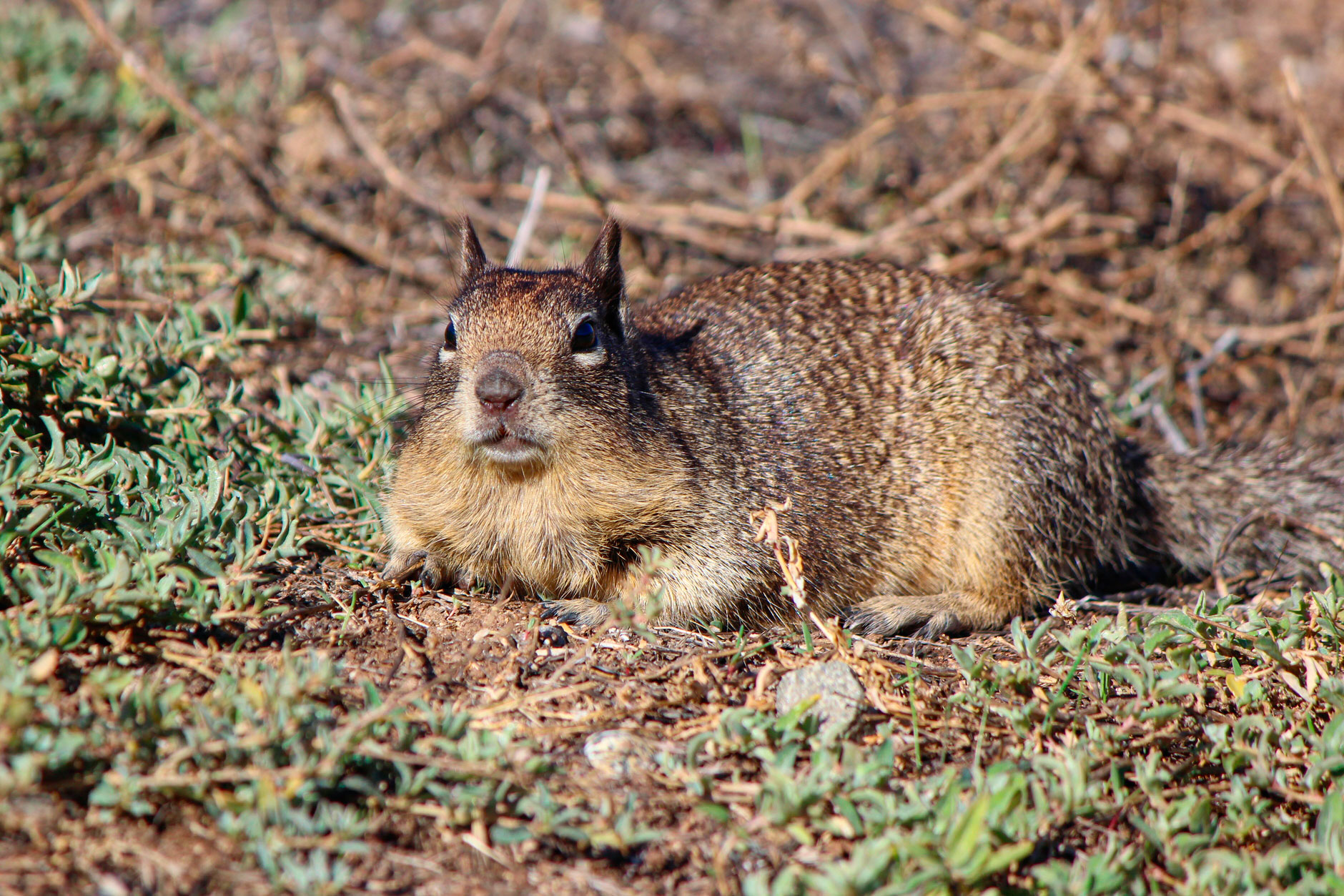 Catalina ground squirrel