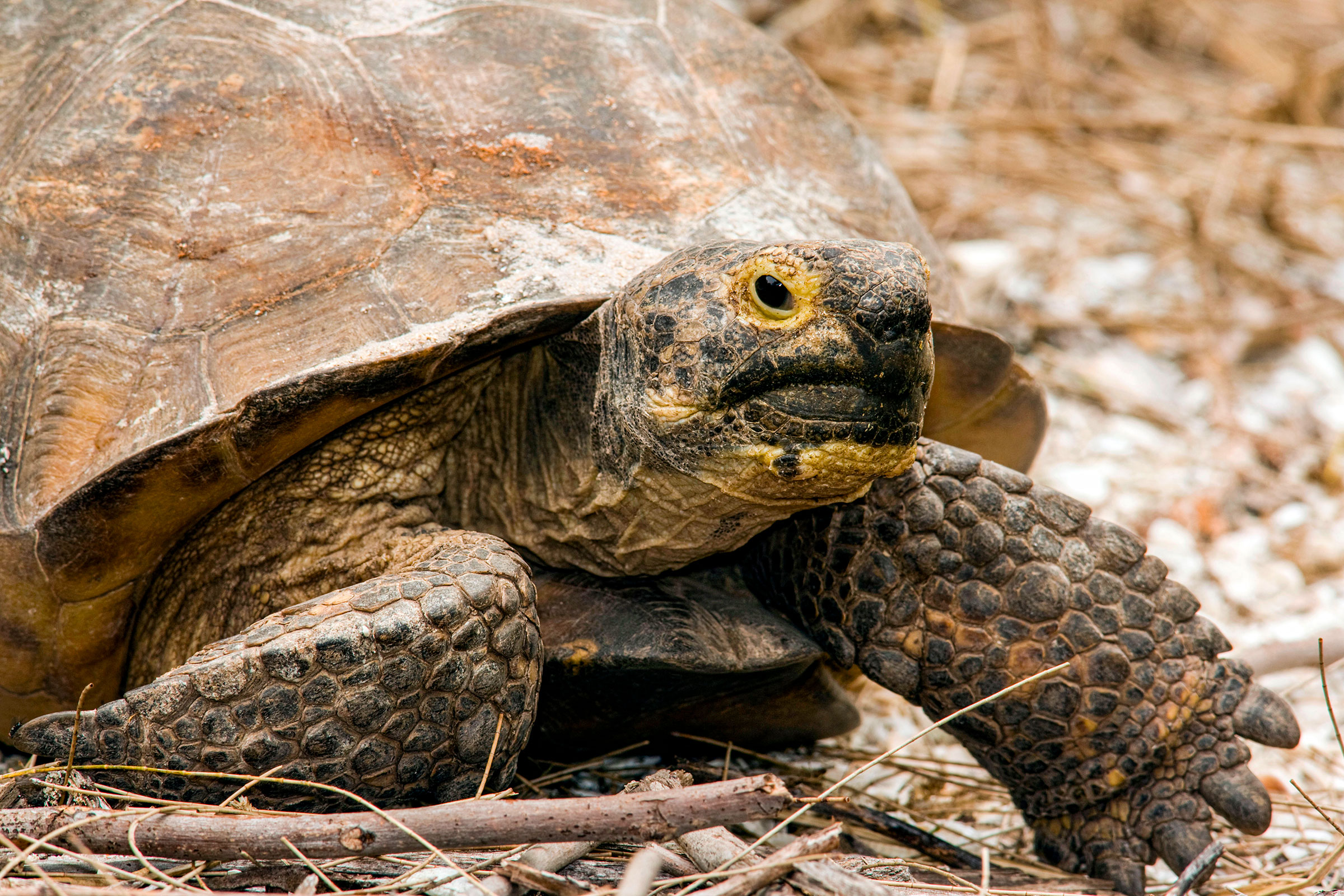Gopher tortoise in Florida