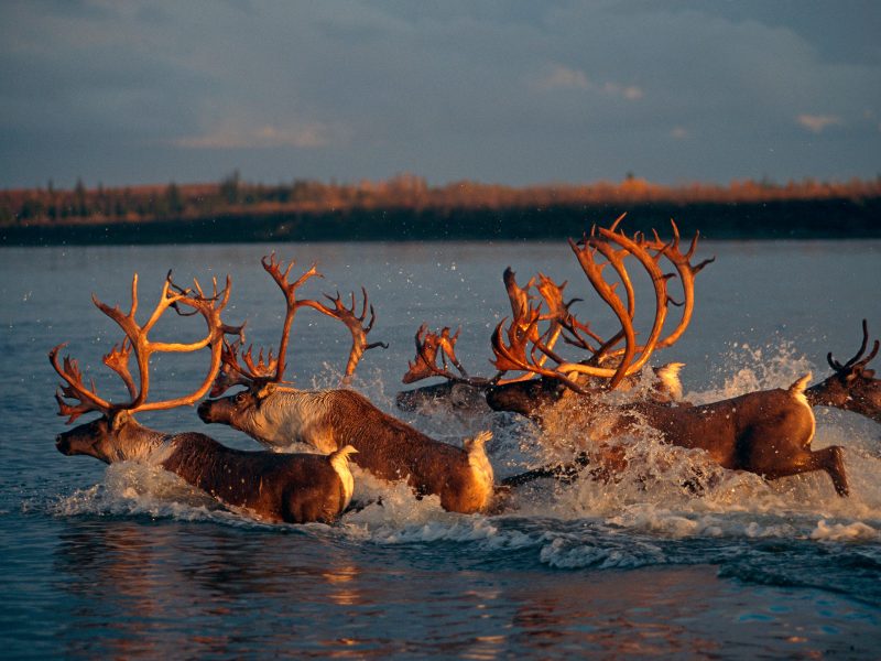 Caribou crossing the Kobuk River, Alaska