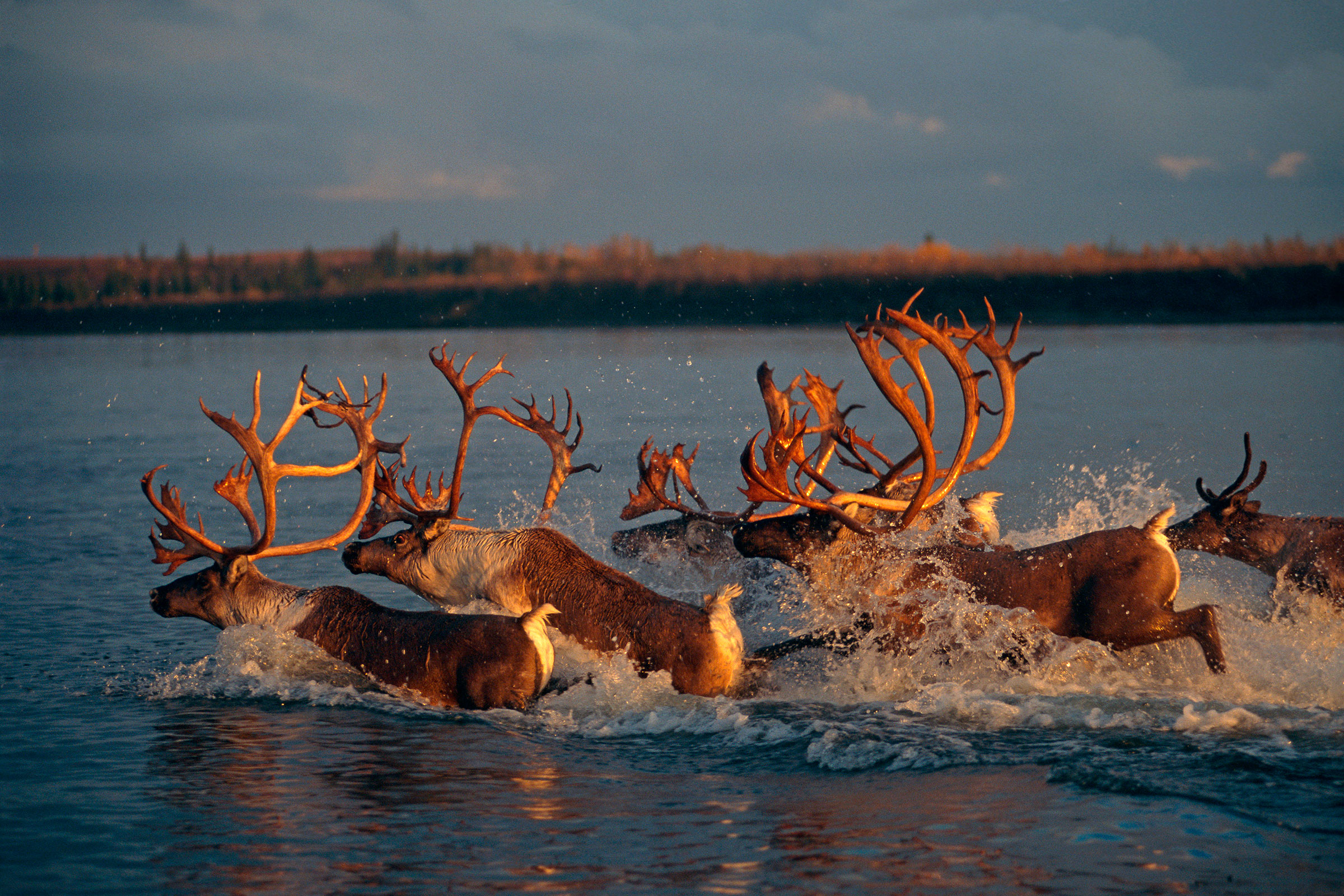 Caribou crossing the Kobuk River, Alaska