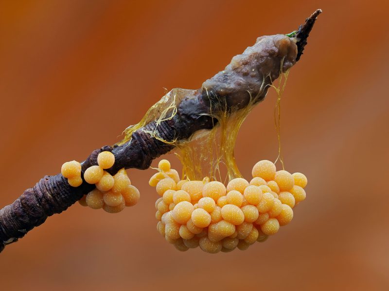 slime mold