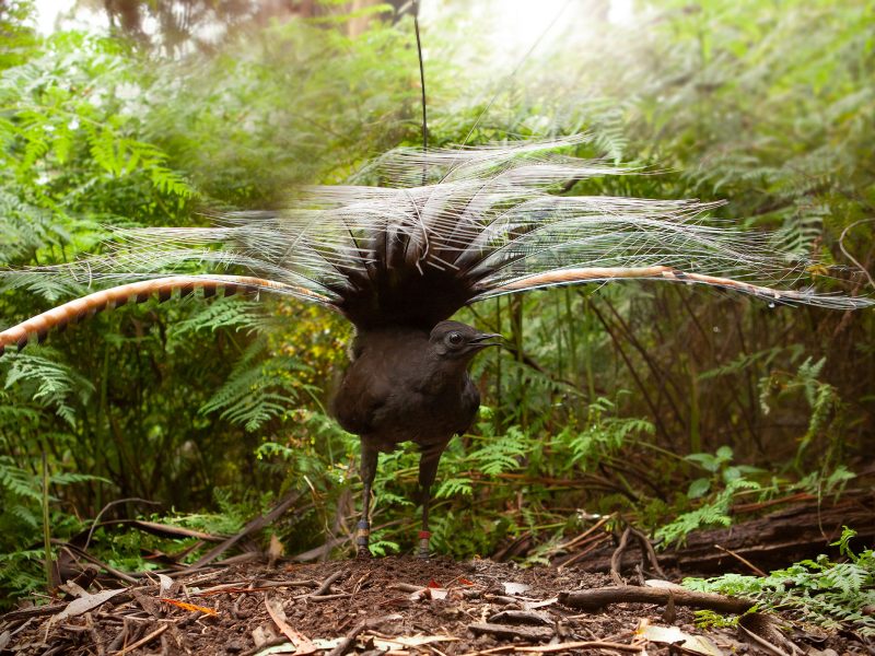 Lyrebird