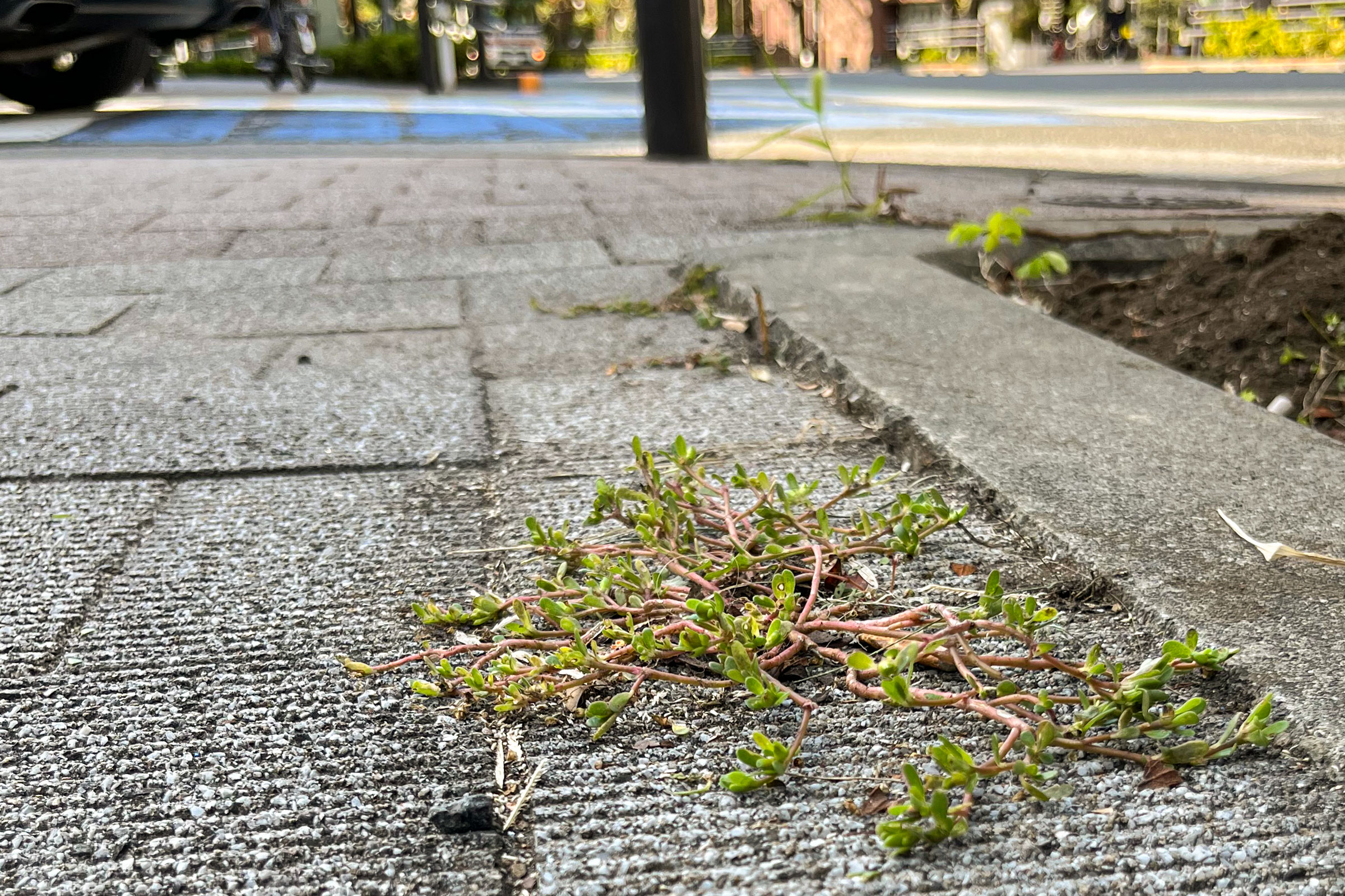 common purslane growing on a Tokyo street