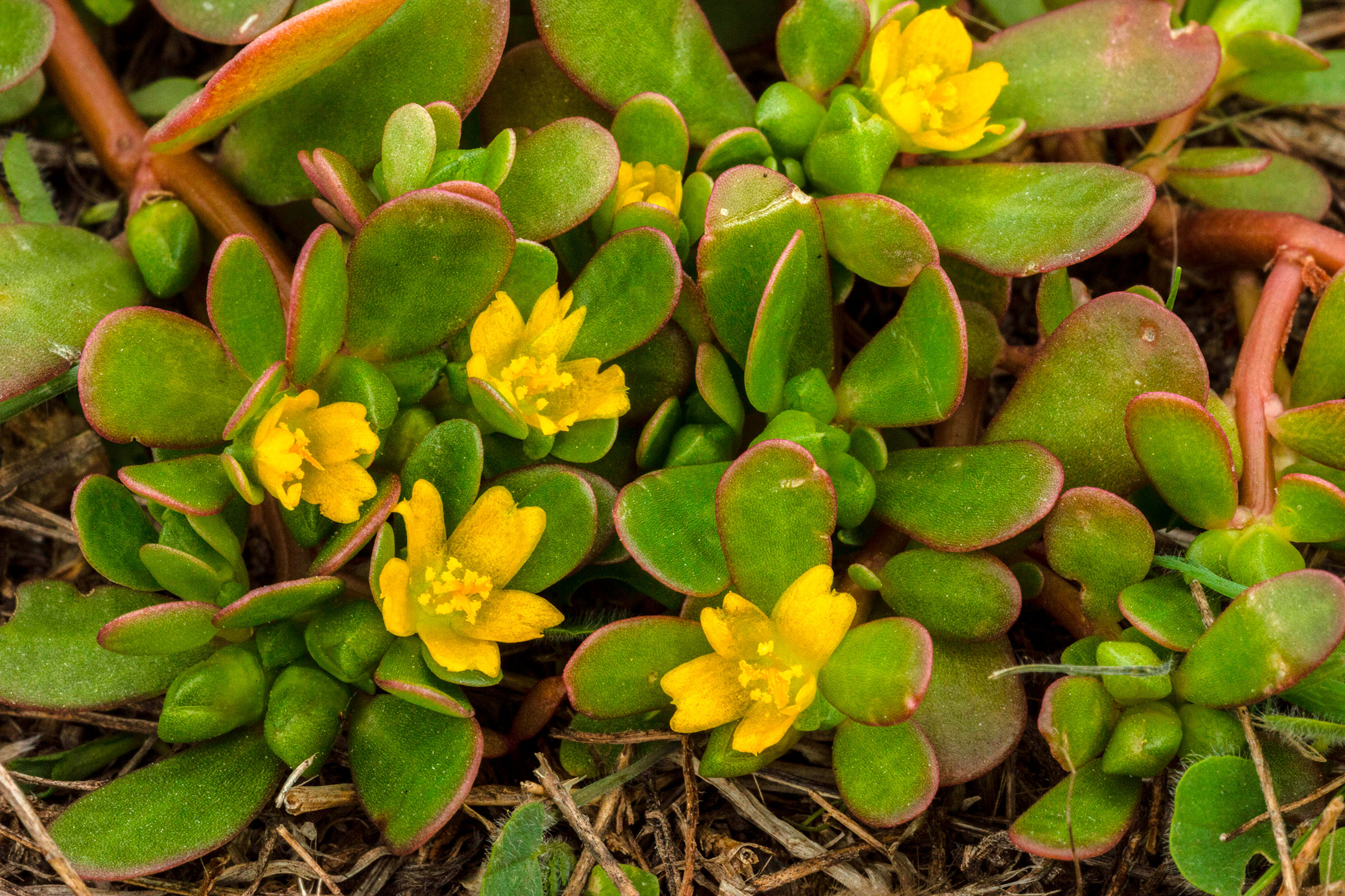 common purslane