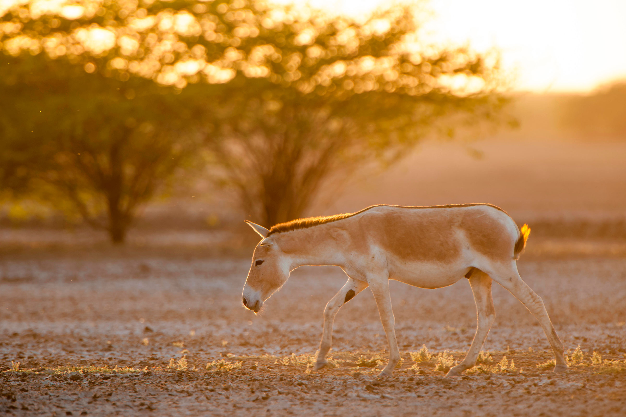 Asiatic wild ass