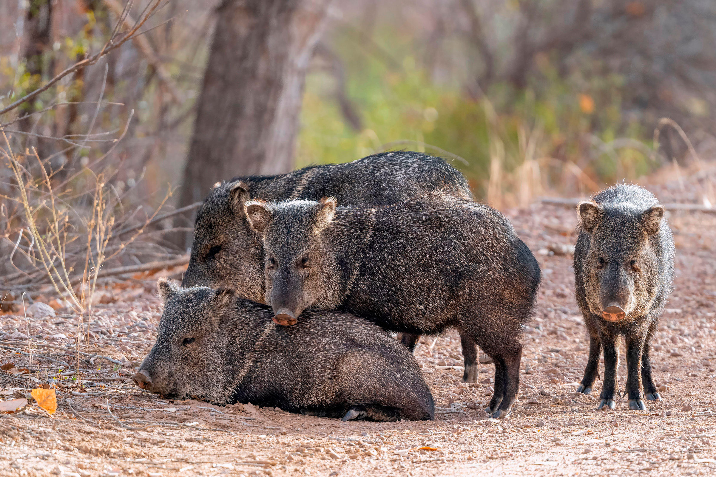 peccaries